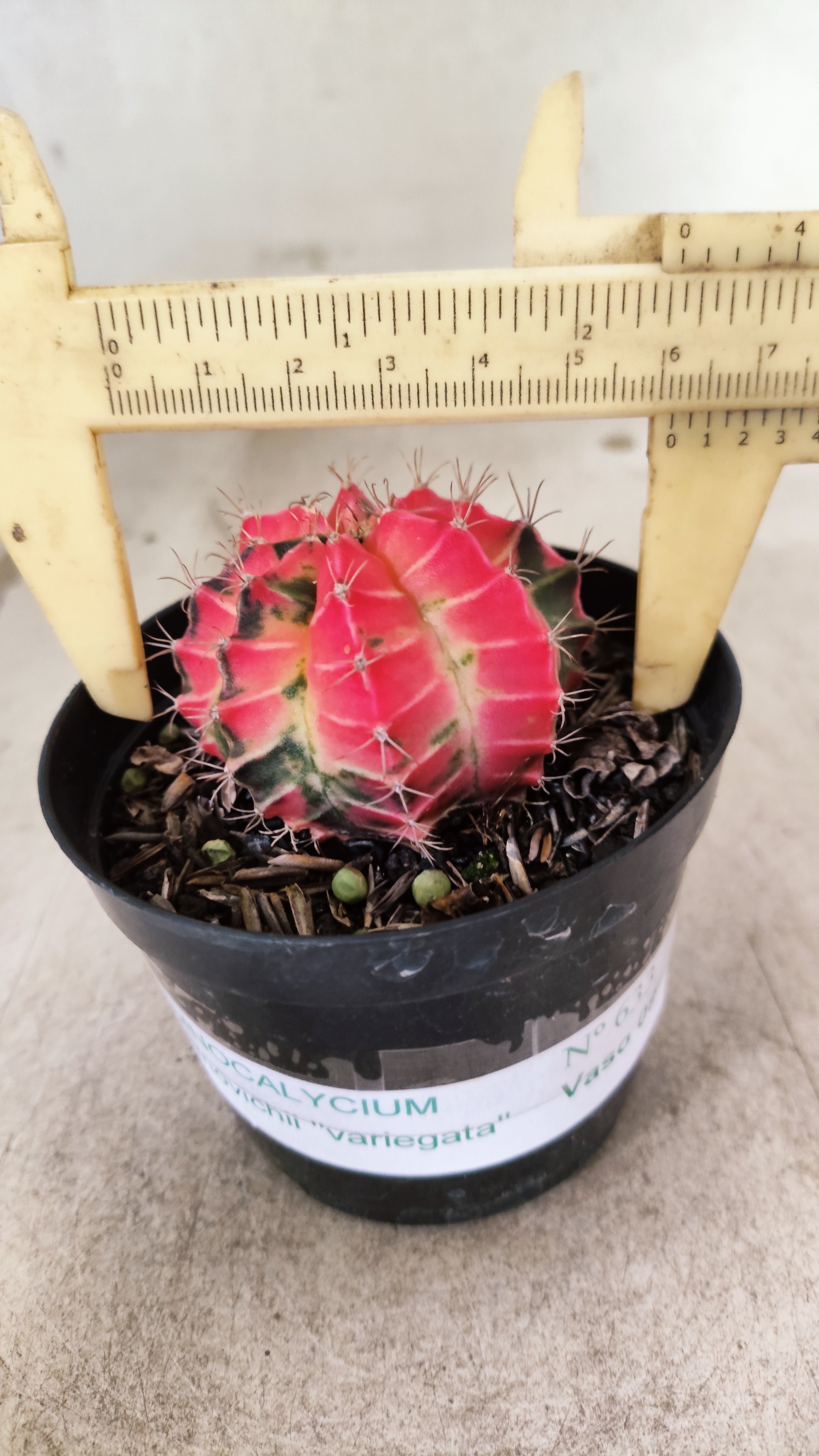 GYMNOCALYCIUM Mihanovichii Nº 633 – vaso 09