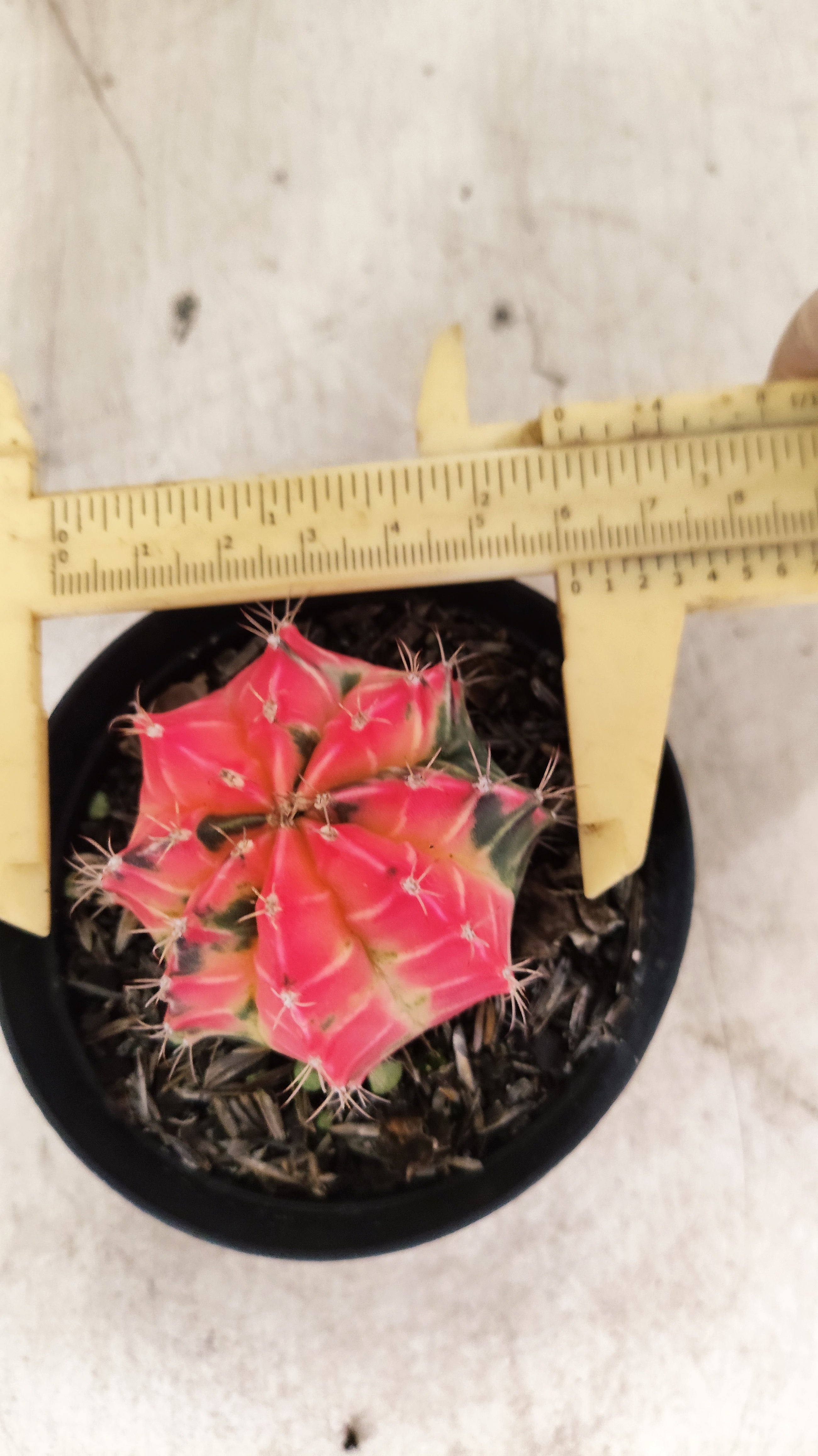 GYMNOCALYCIUM Mihanovichii Nº 633 – vaso 09