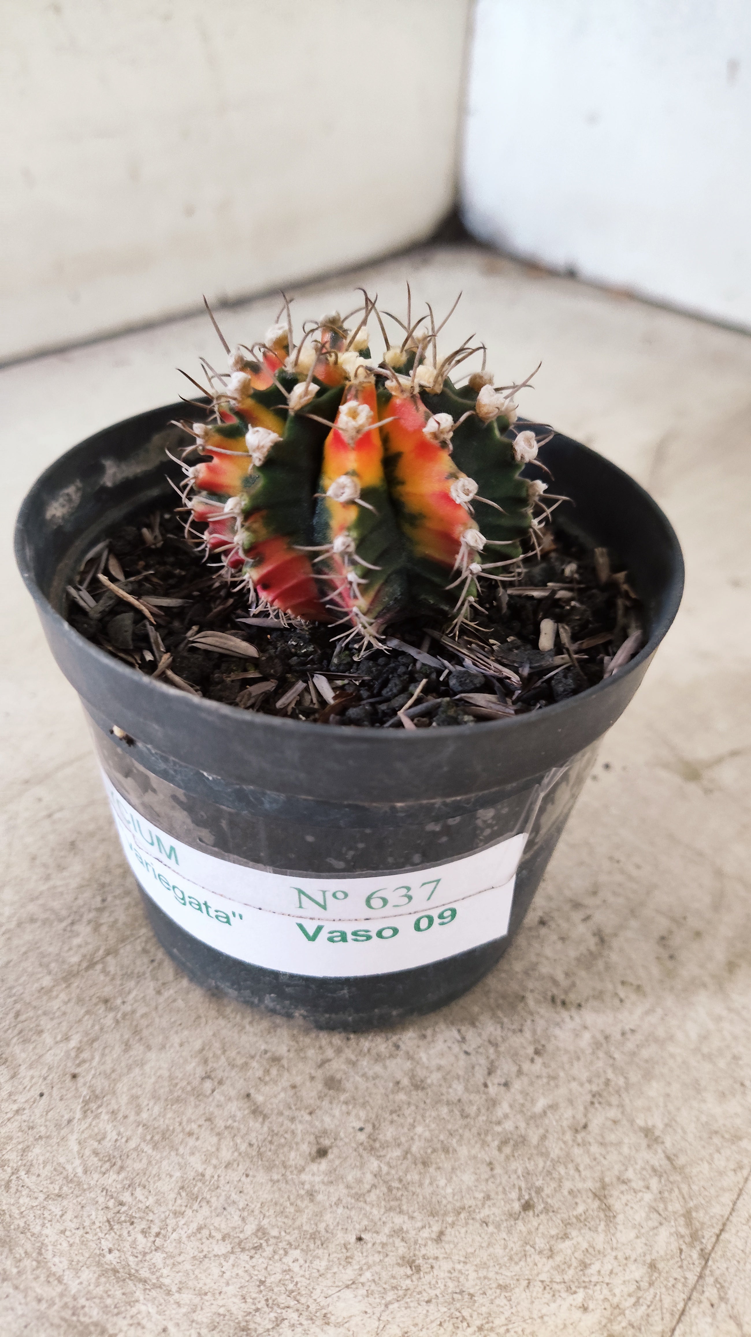 GYMNOCALYCIUM Mihanovichii Nº 637 – vaso 09