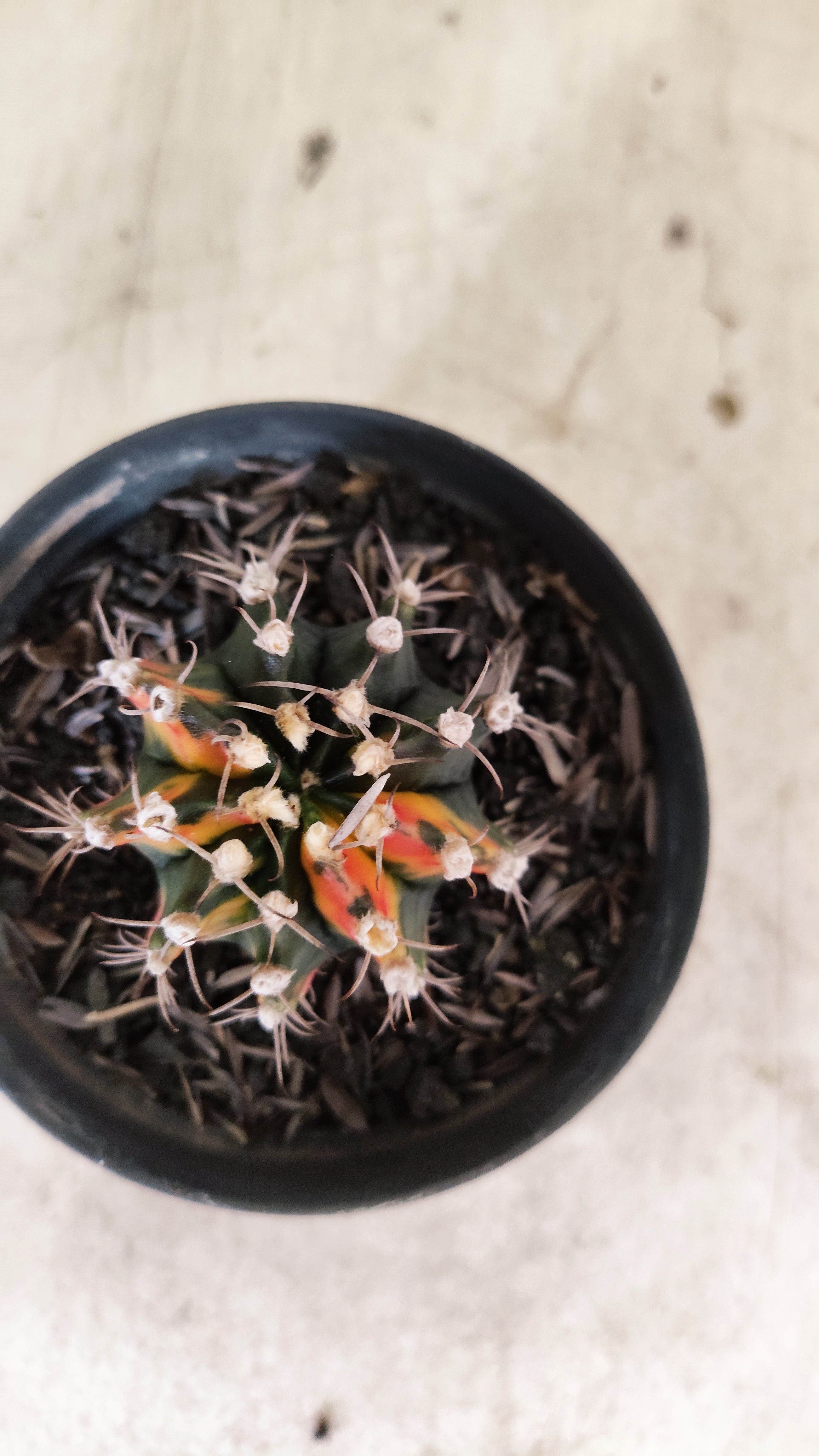 GYMNOCALYCIUM Mihanovichii Nº 637 – vaso 09