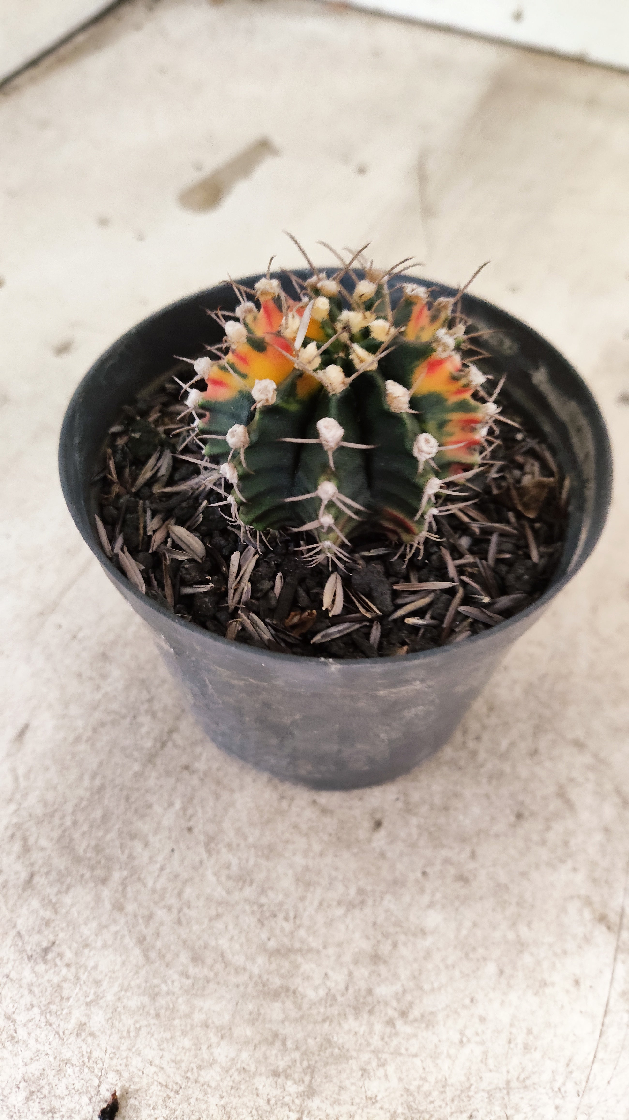 GYMNOCALYCIUM Mihanovichii Nº 637 – vaso 09