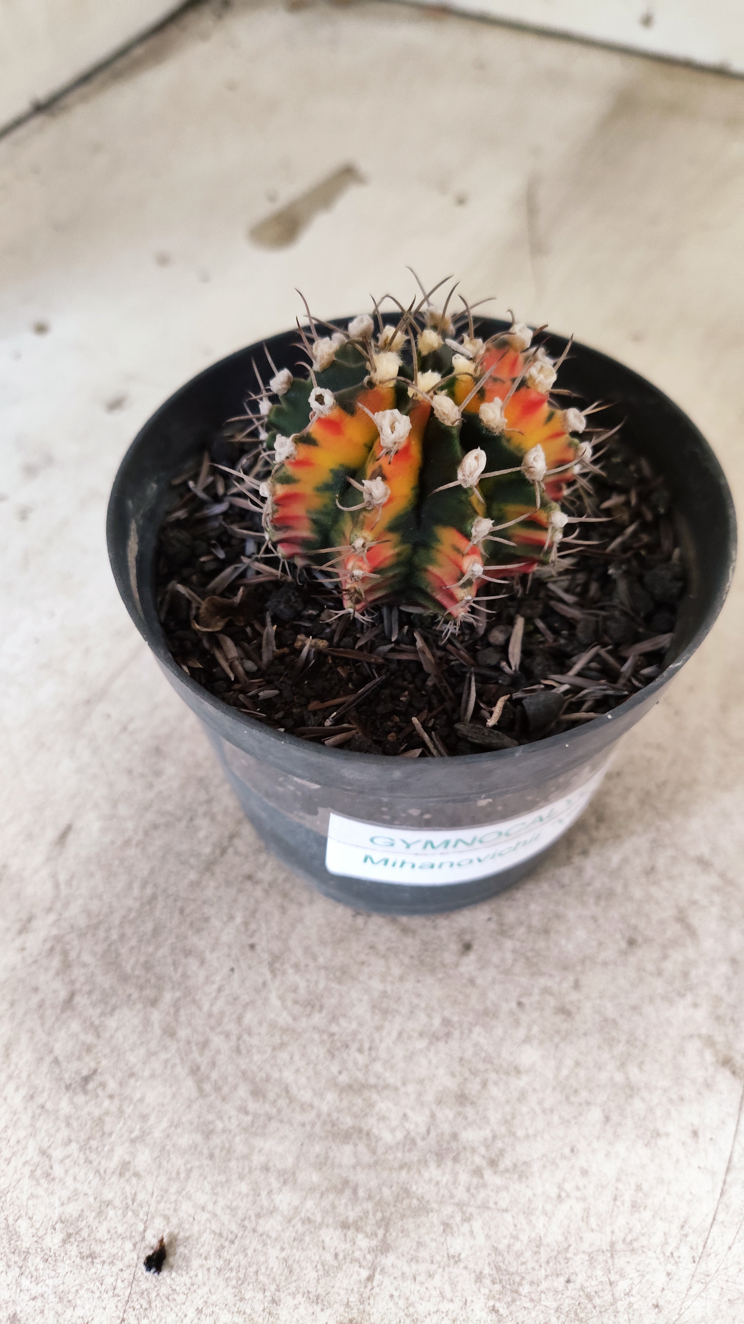 GYMNOCALYCIUM Mihanovichii Nº 637 – vaso 09