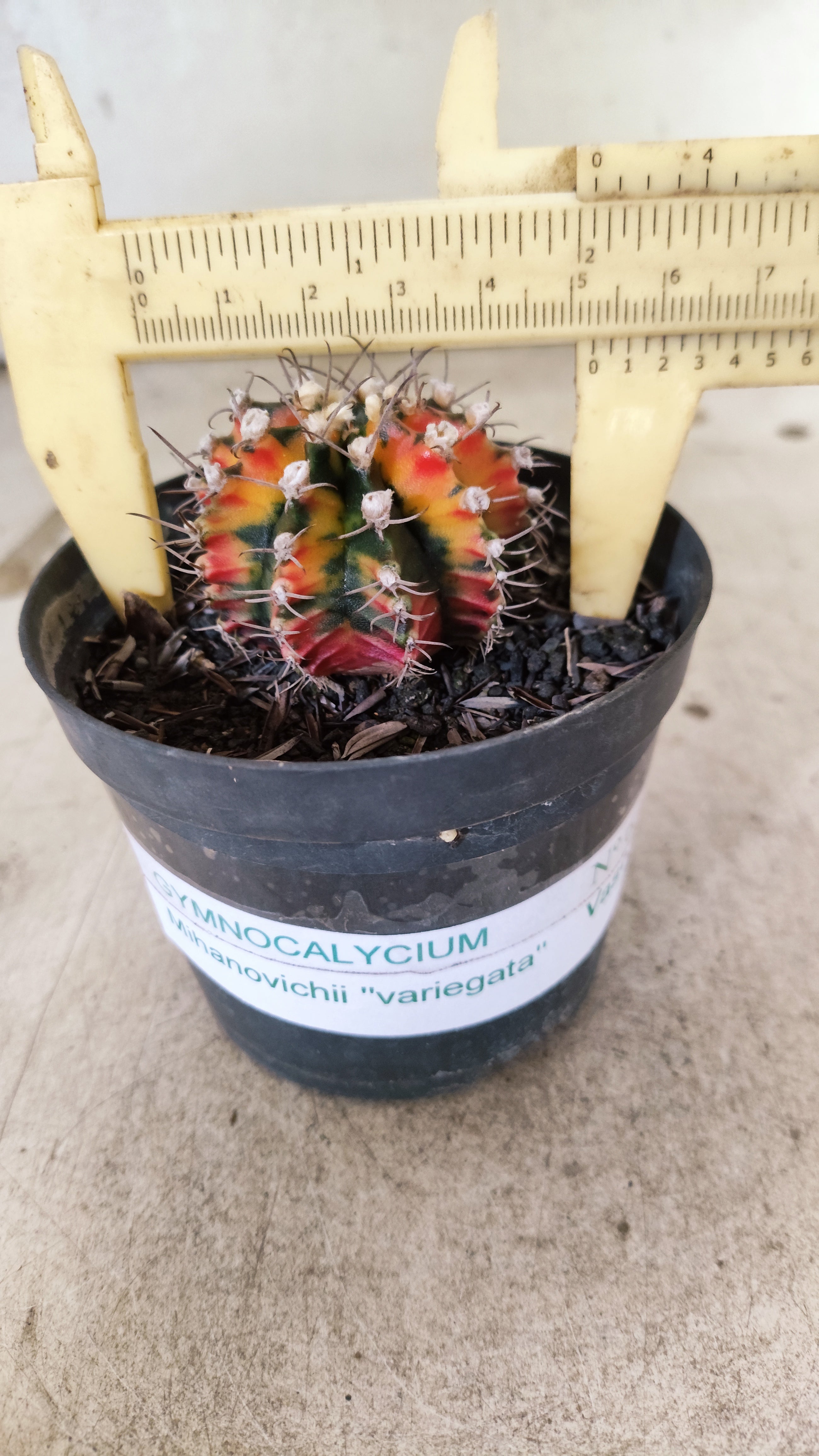 GYMNOCALYCIUM Mihanovichii Nº 637 – vaso 09