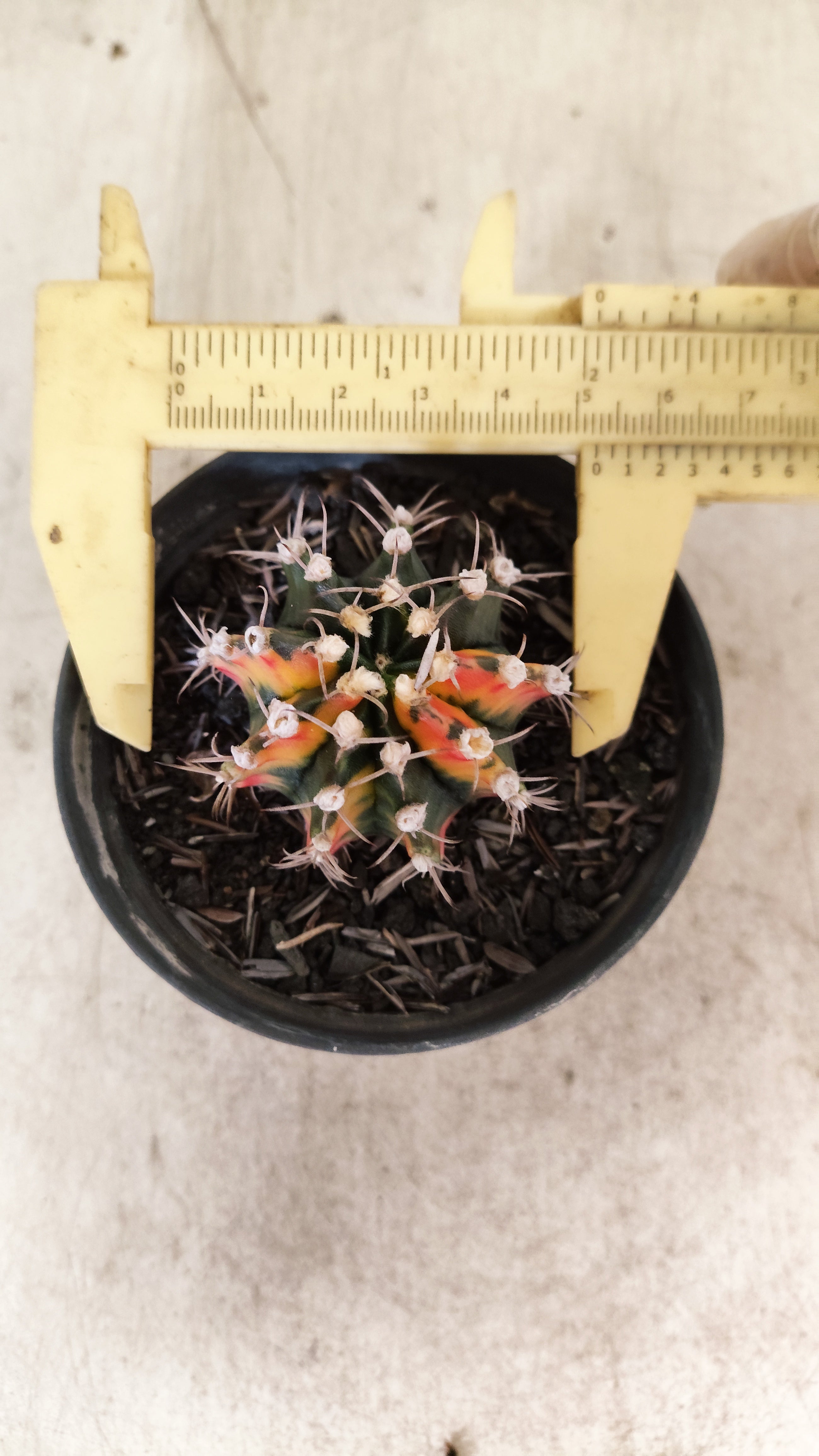GYMNOCALYCIUM Mihanovichii Nº 637 – vaso 09