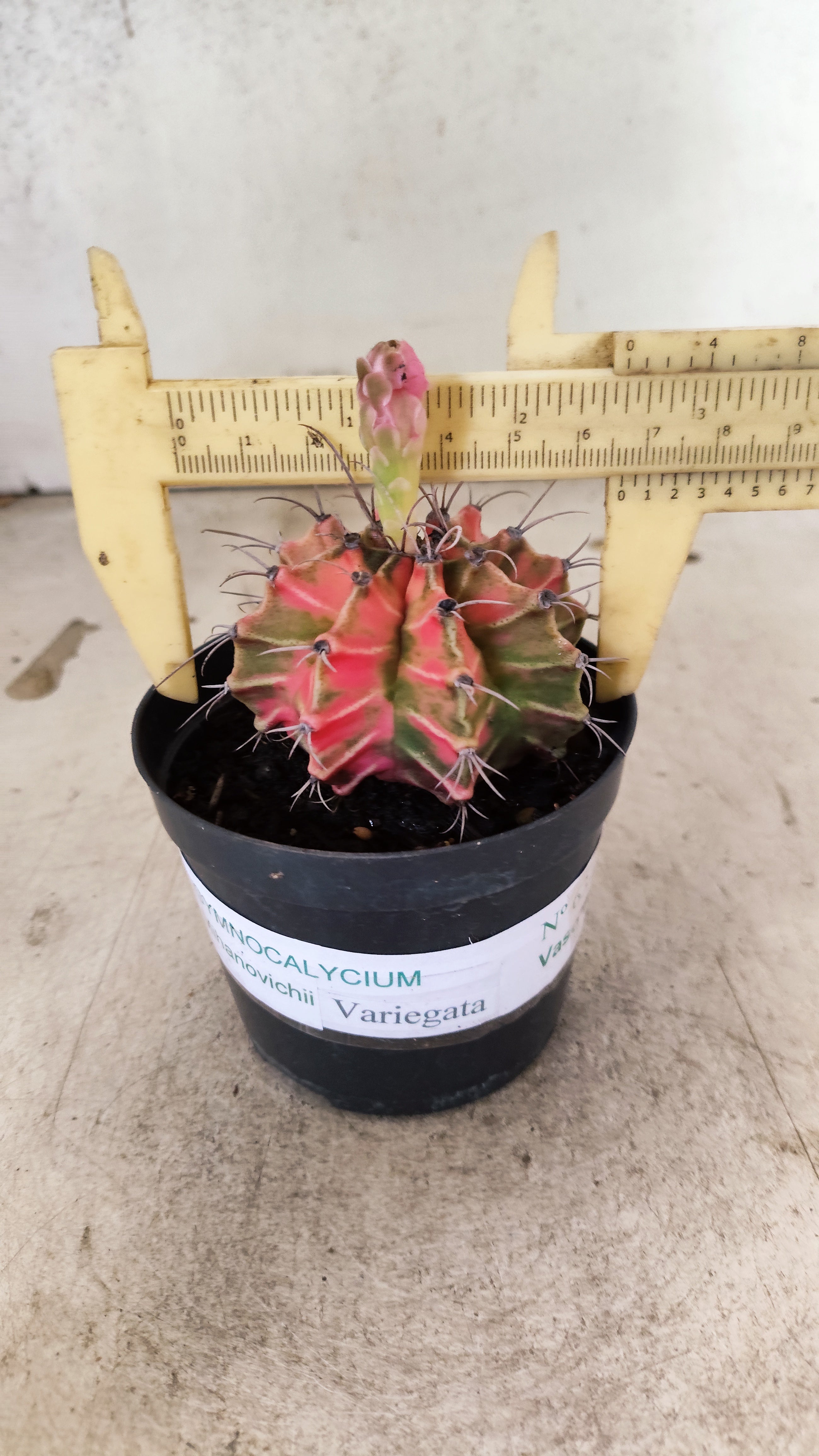 GYMNOCALYCIUM Mihanovichii Nº 634 – vaso 09