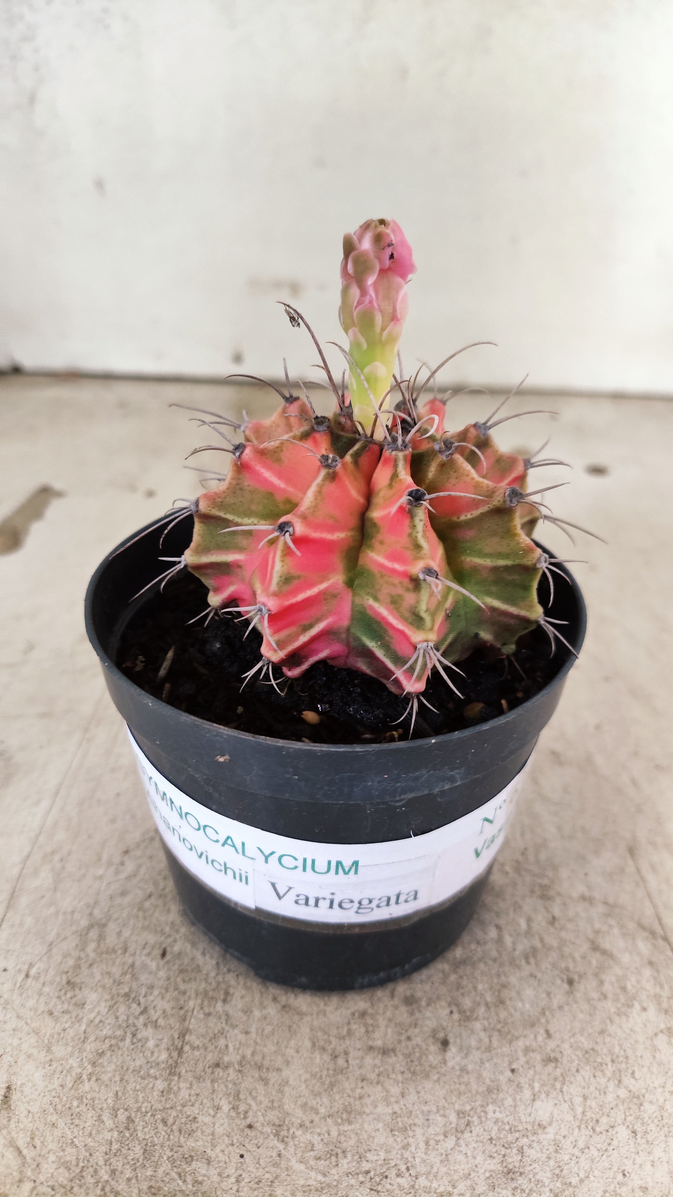 GYMNOCALYCIUM Mihanovichii Nº 634 – vaso 09