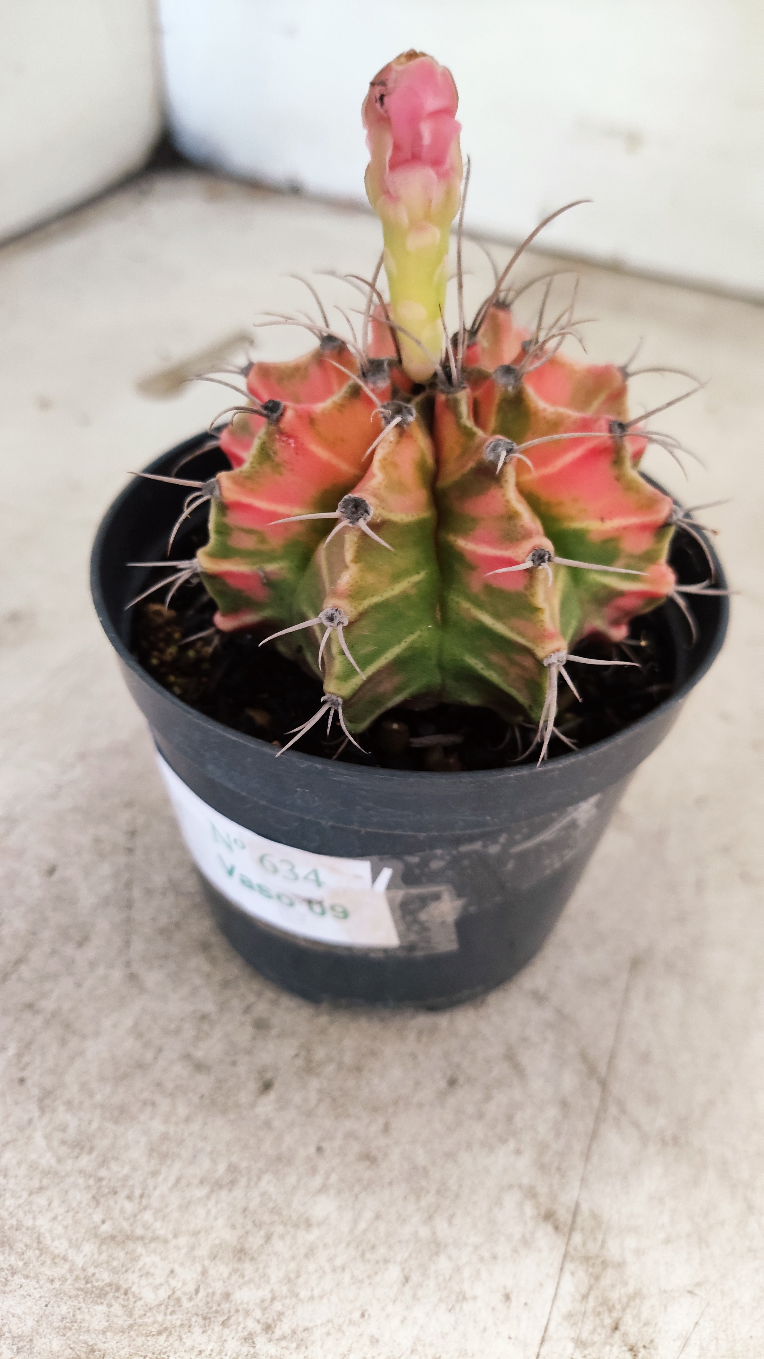 GYMNOCALYCIUM Mihanovichii Nº 634 – vaso 09