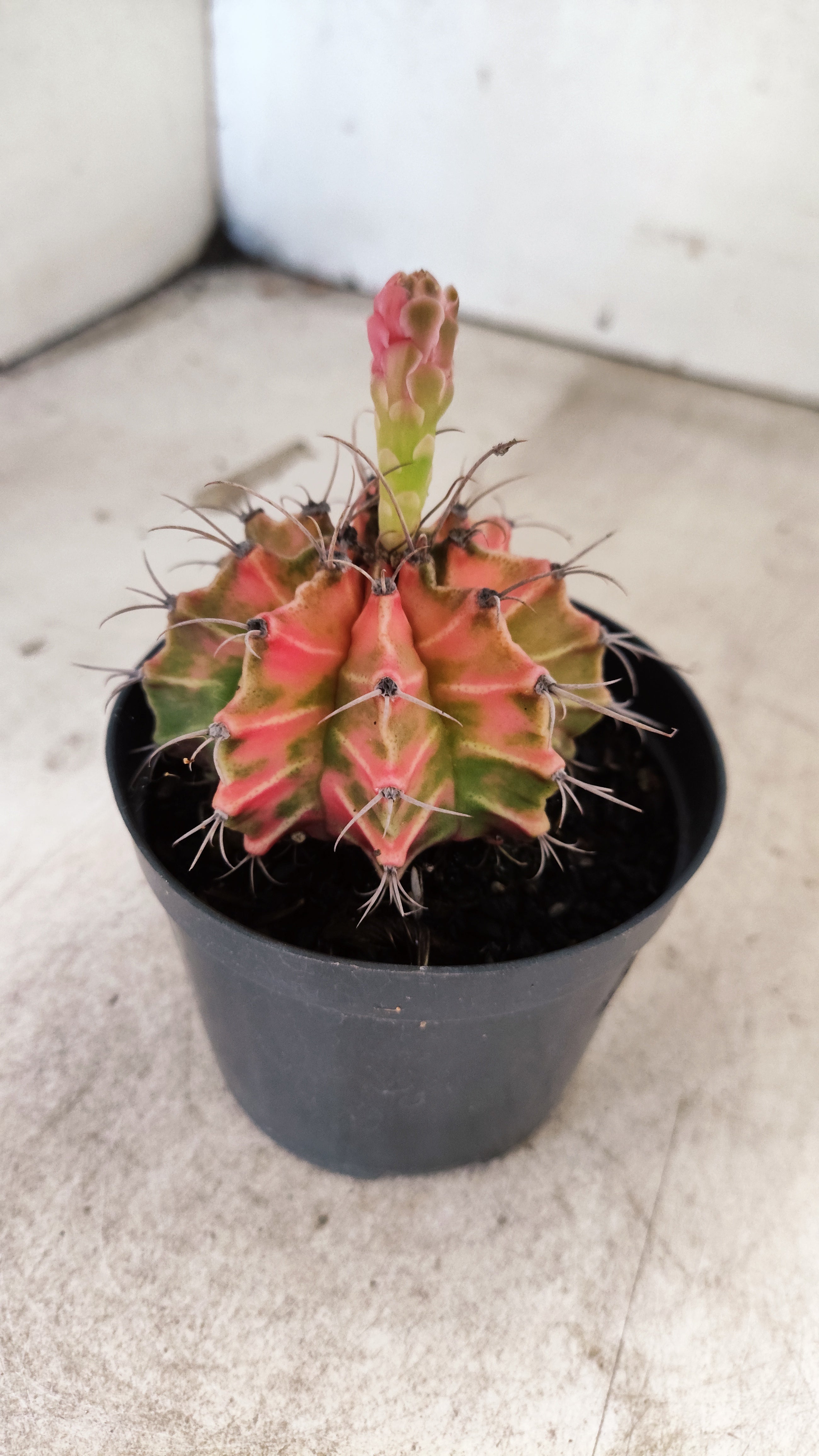 GYMNOCALYCIUM Mihanovichii Nº 634 – vaso 09