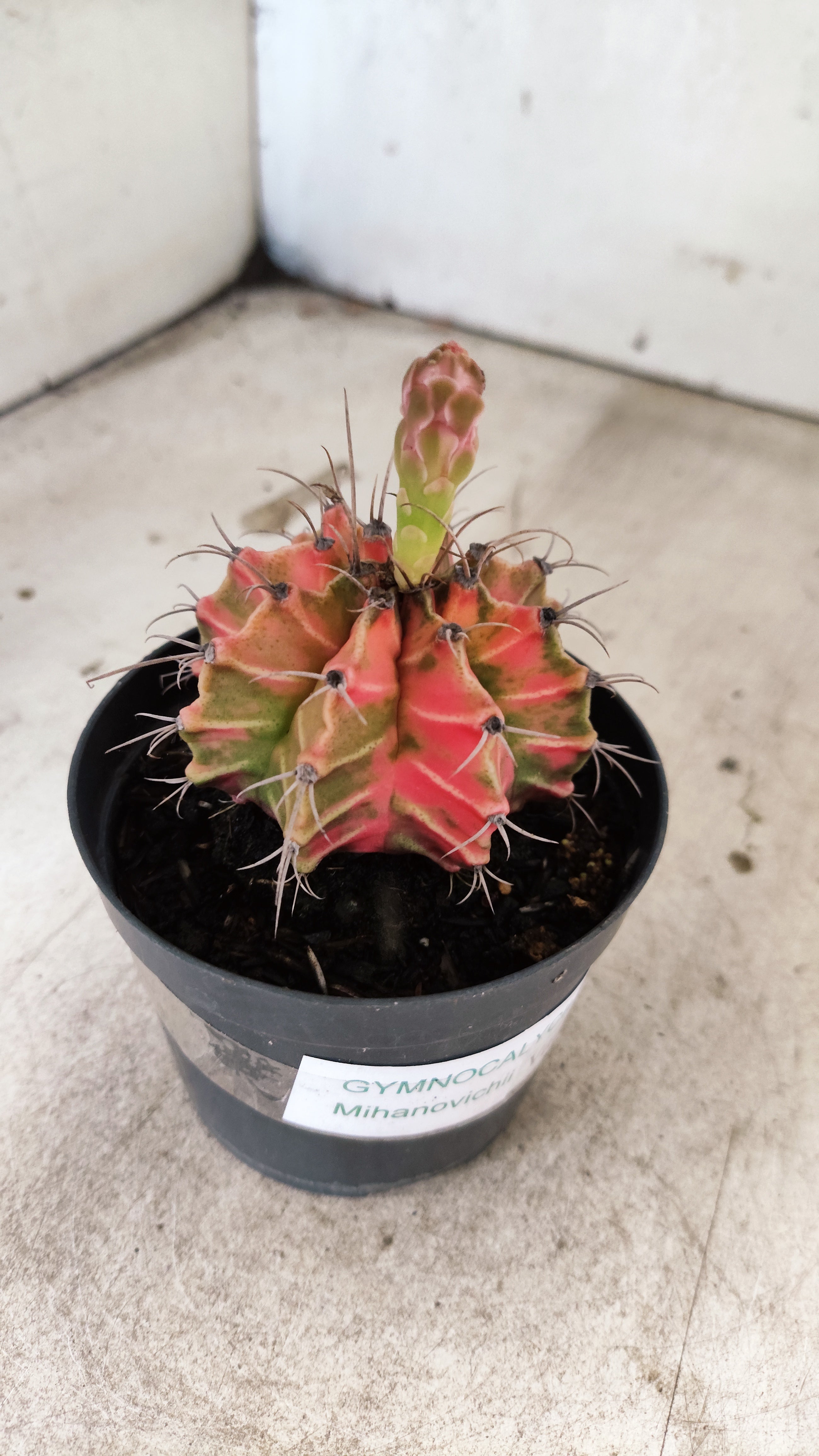 GYMNOCALYCIUM Mihanovichii Nº 634 – vaso 09
