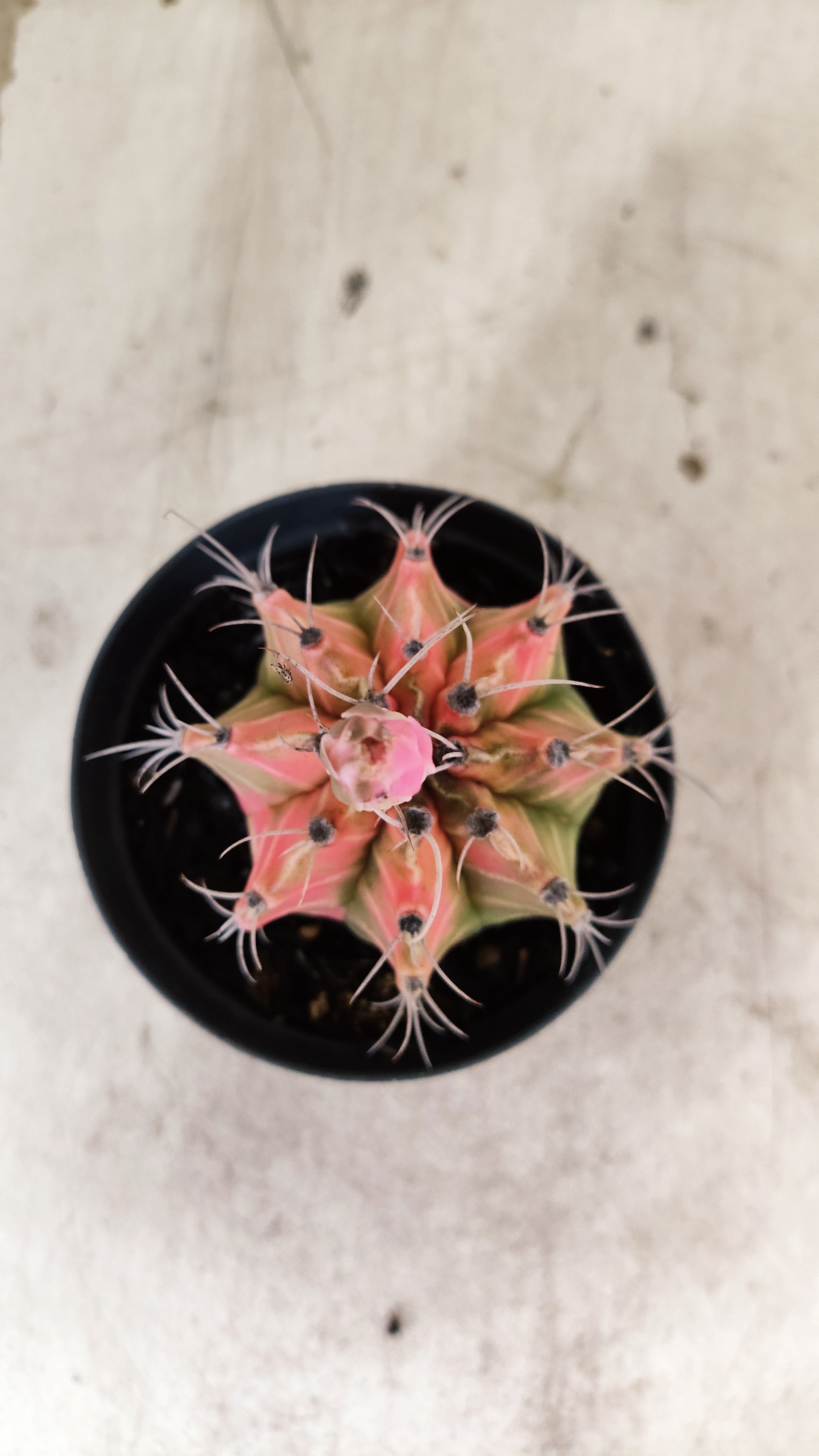 GYMNOCALYCIUM Mihanovichii Nº 634 – vaso 09