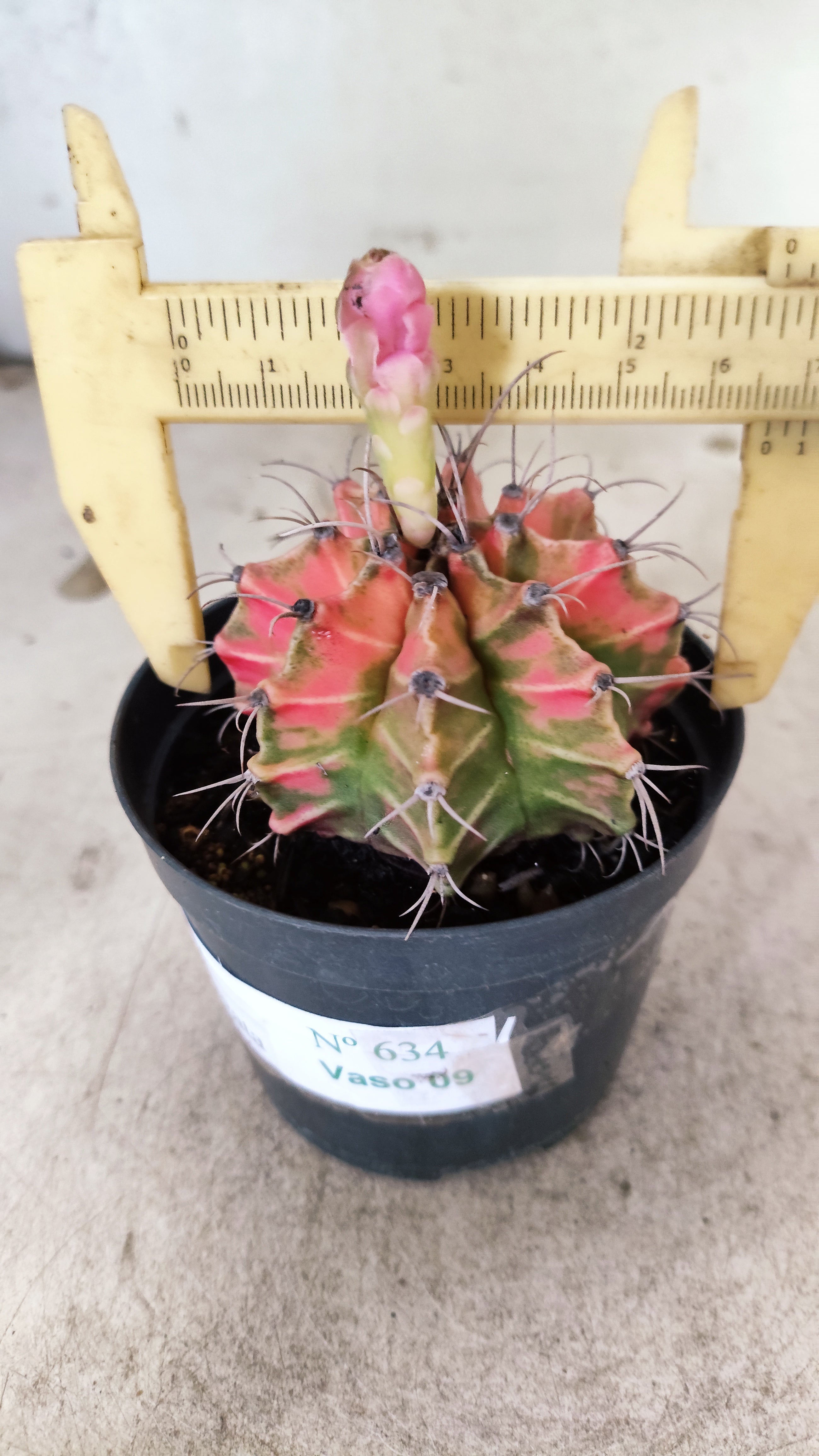 GYMNOCALYCIUM Mihanovichii Nº 634 – vaso 09