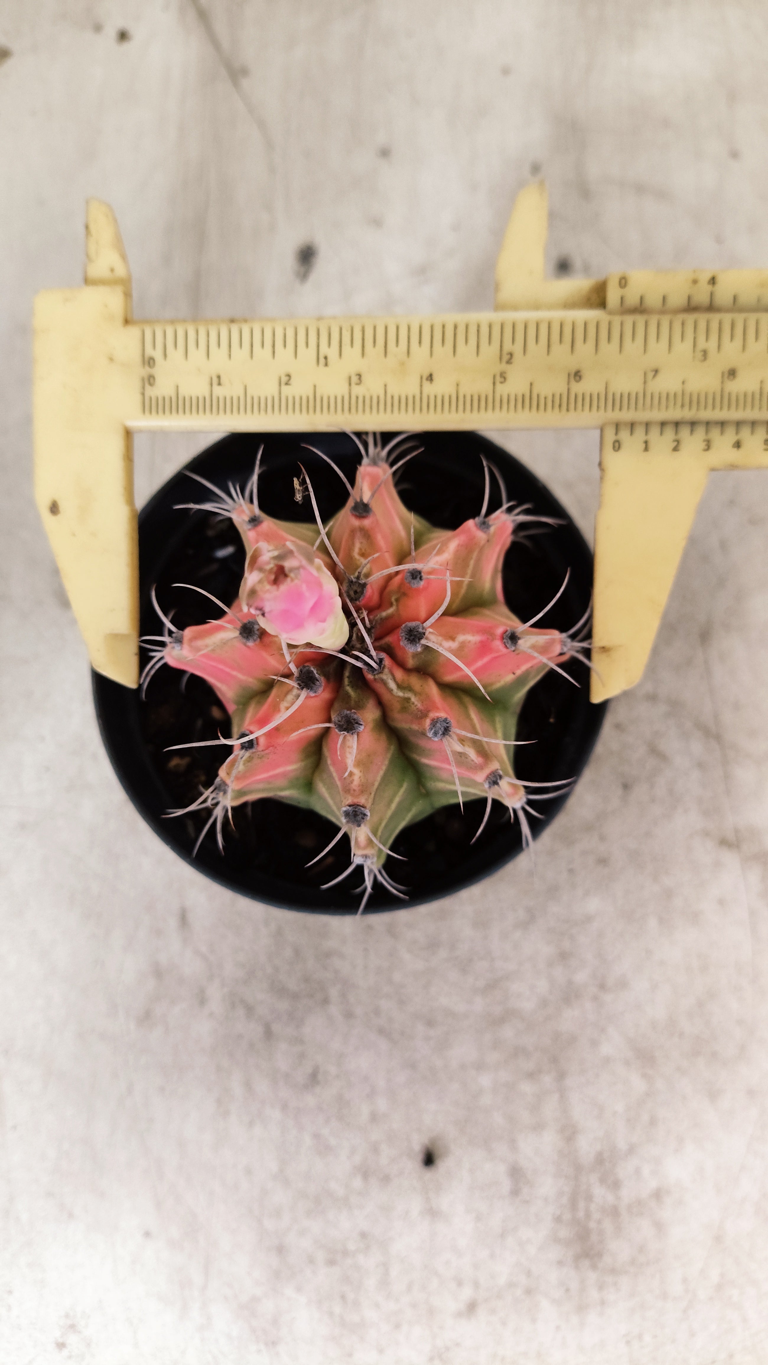 GYMNOCALYCIUM Mihanovichii Nº 634 – vaso 09