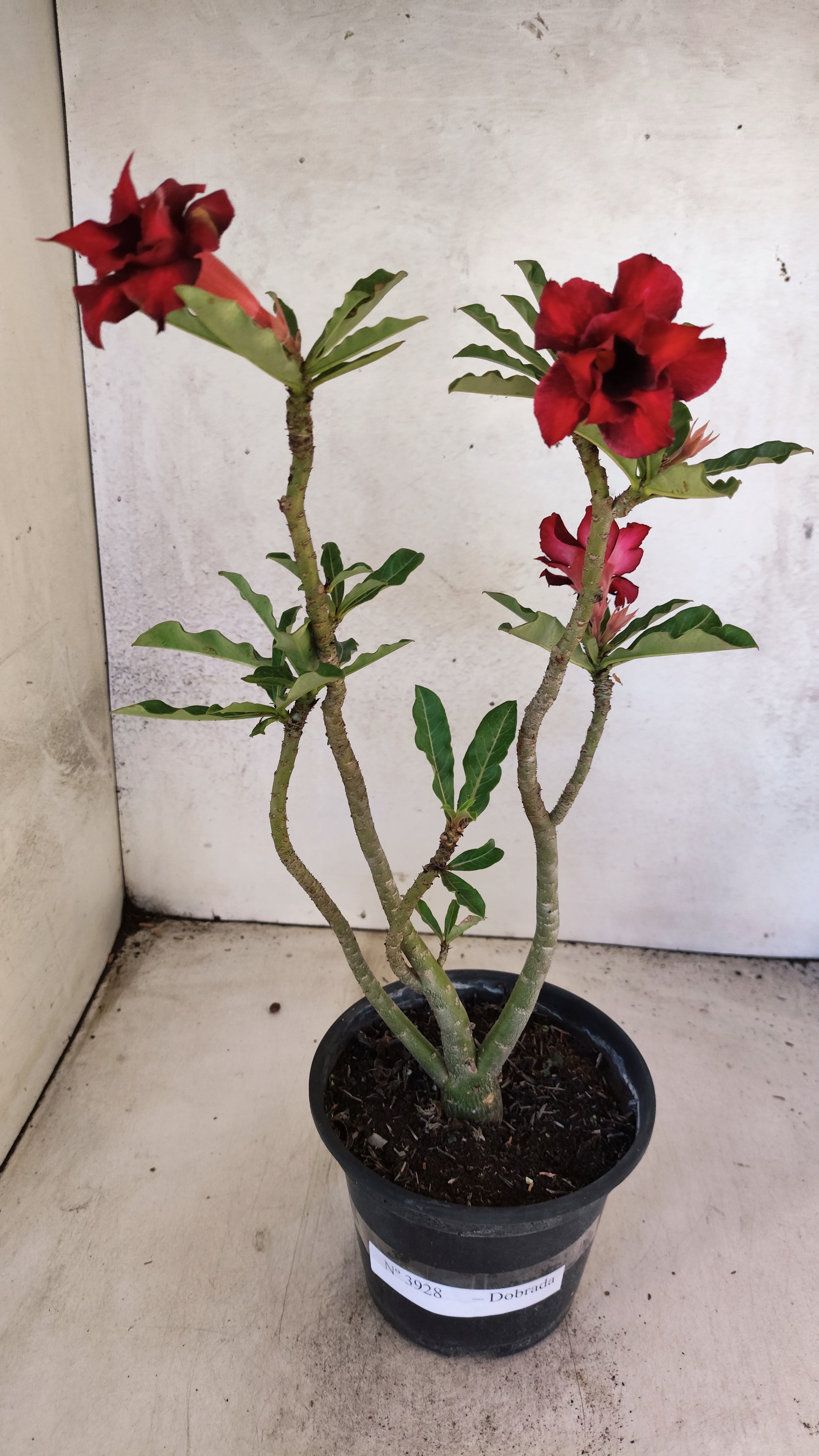 Planta Dobrada 3928 – 35cm – 02 anos