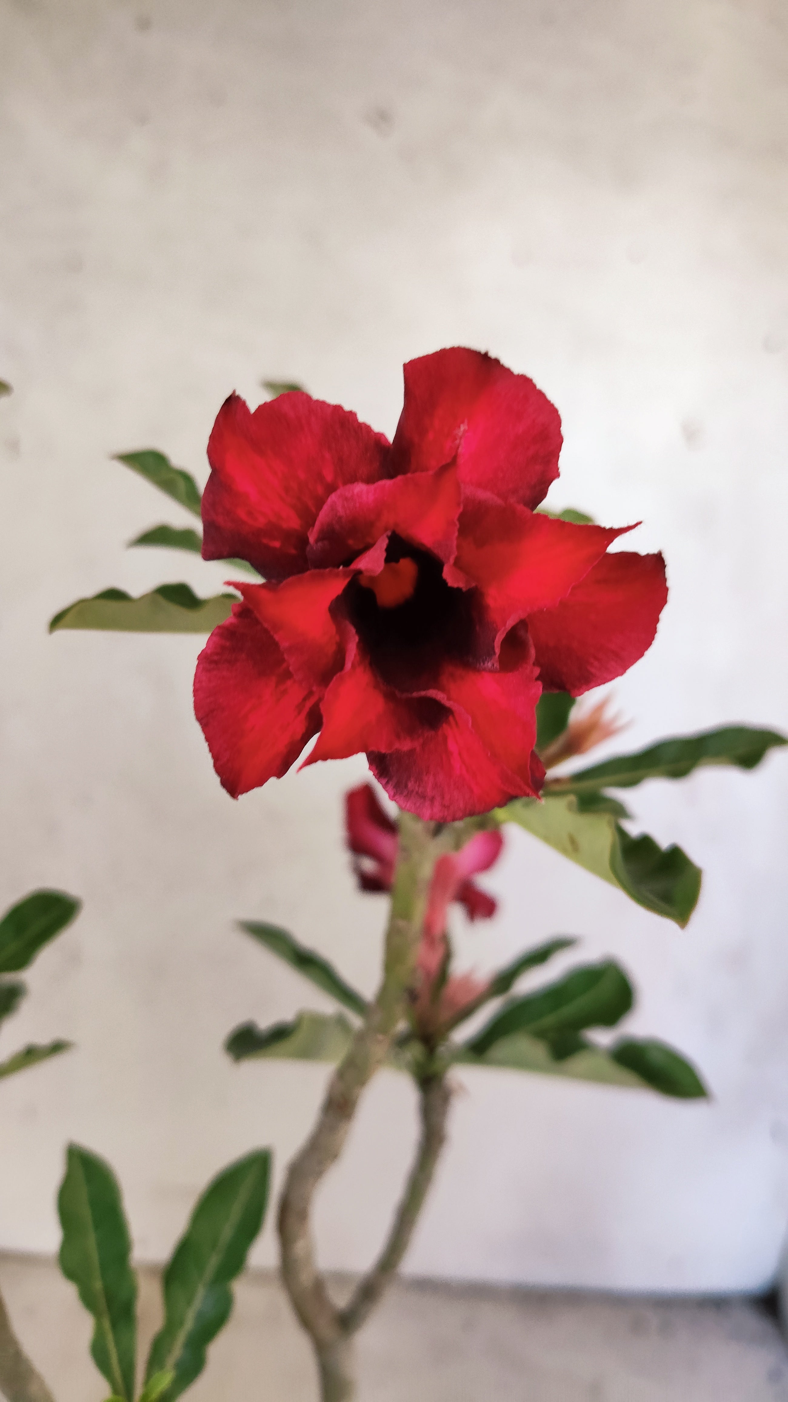 Planta Dobrada 3928 – 35cm – 02 anos