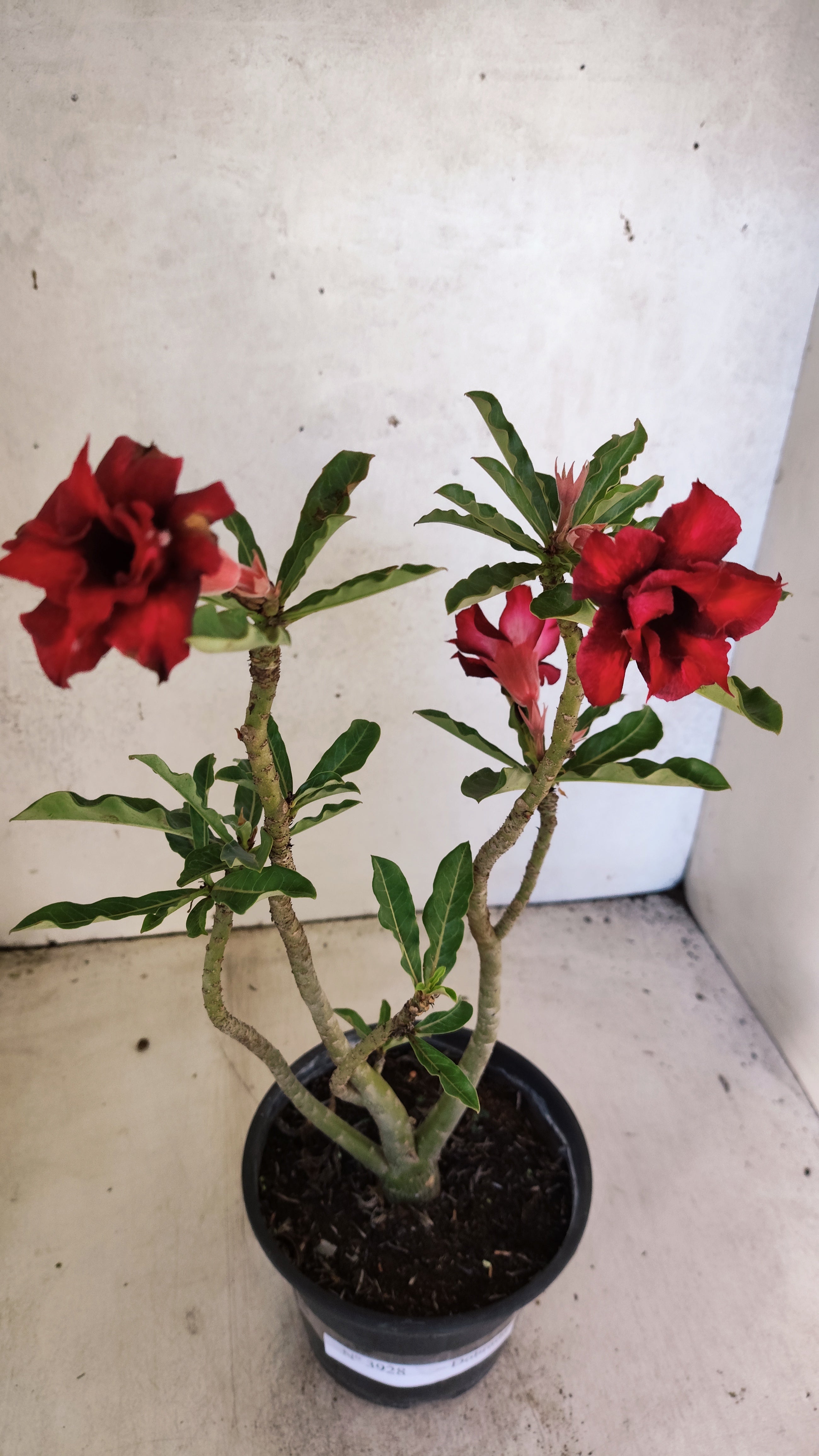 Planta Dobrada 3928 – 35cm – 02 anos