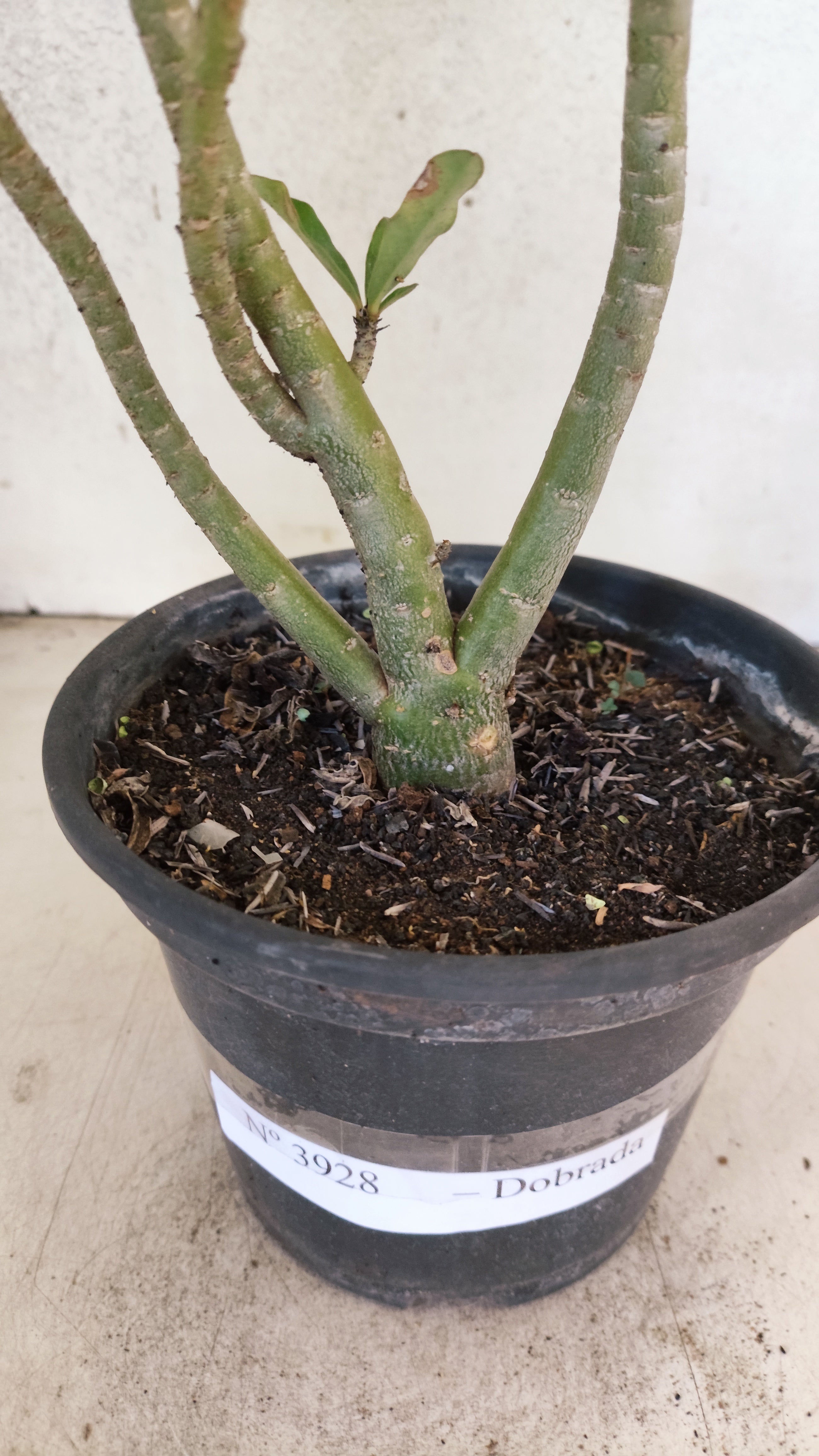 Planta Dobrada 3928 – 35cm – 02 anos
