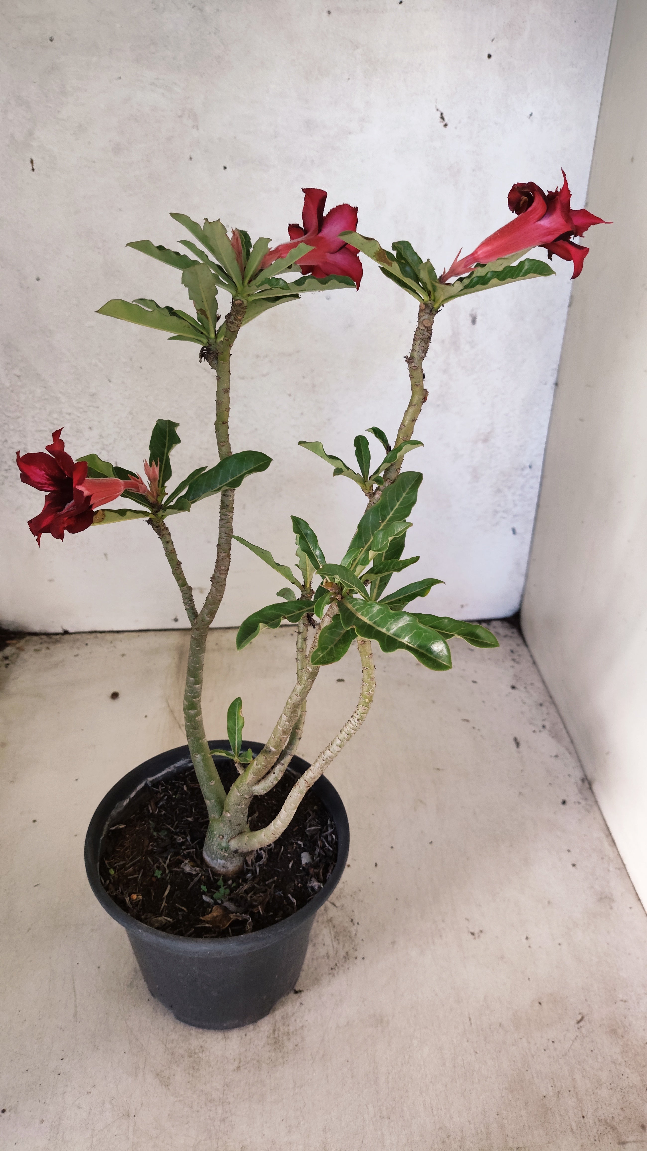 Planta Dobrada 3928 – 35cm – 02 anos