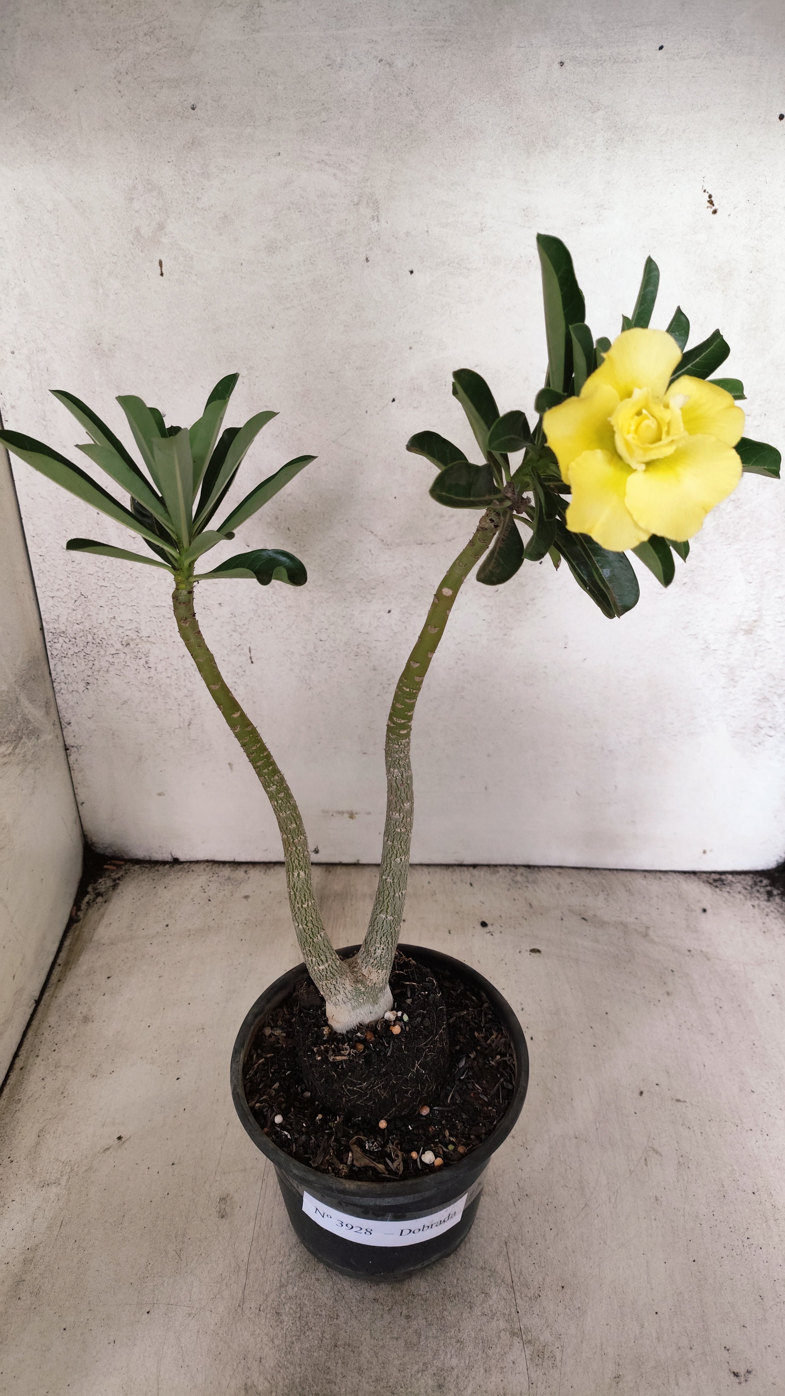 Planta Dobrada 3928 – 30cm – 02 anos