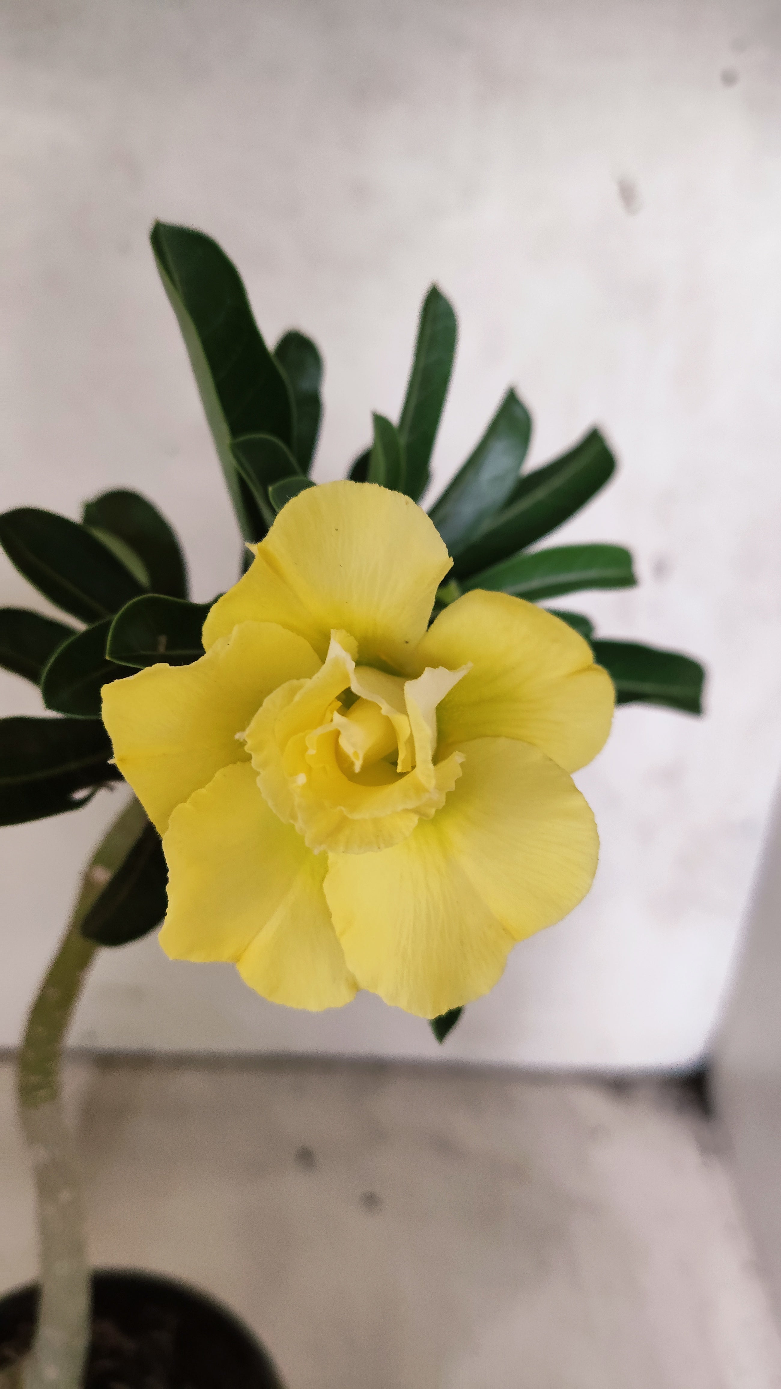 Planta Dobrada 3928 – 30cm – 02 anos