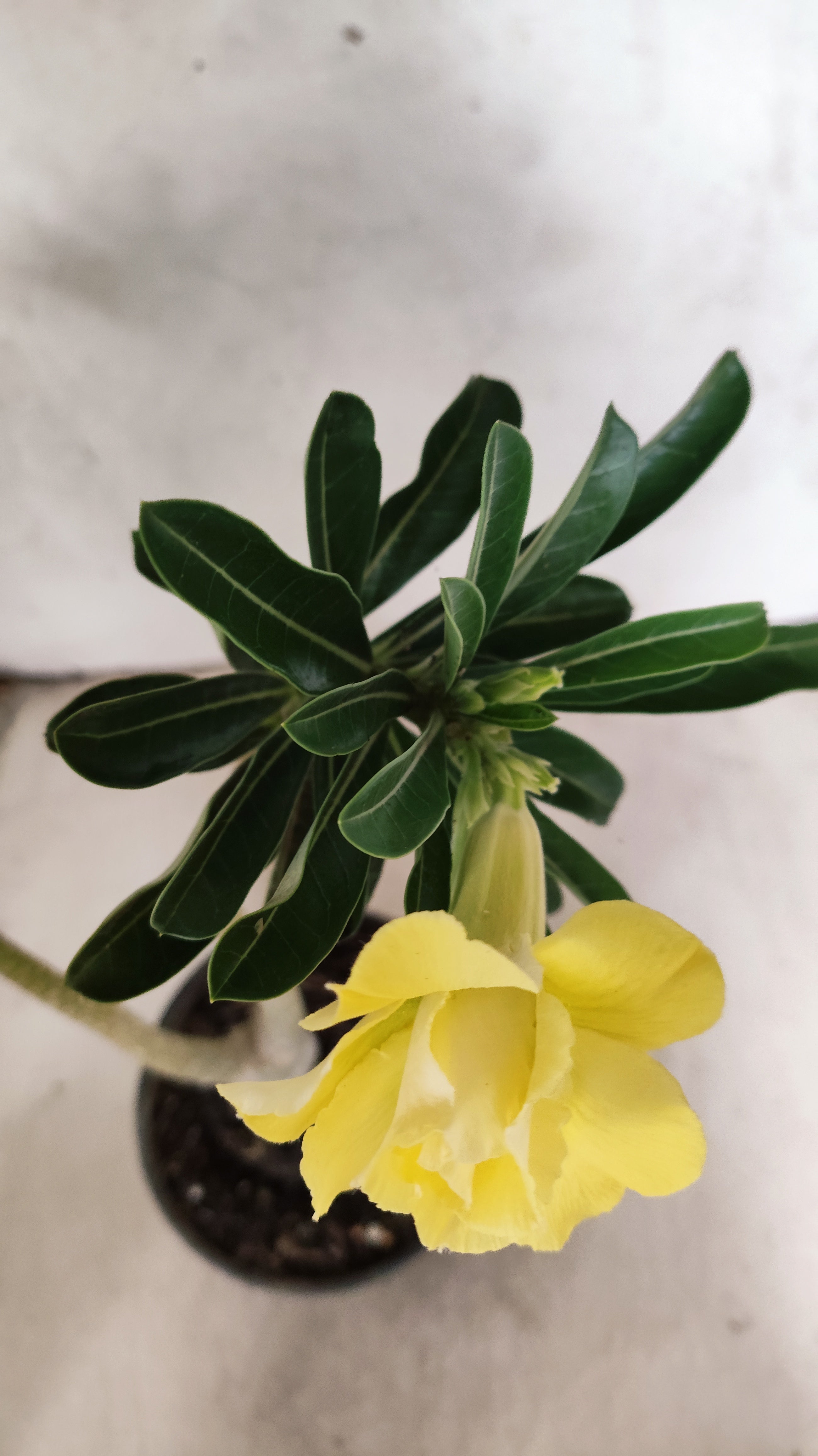 Planta Dobrada 3928 – 30cm – 02 anos