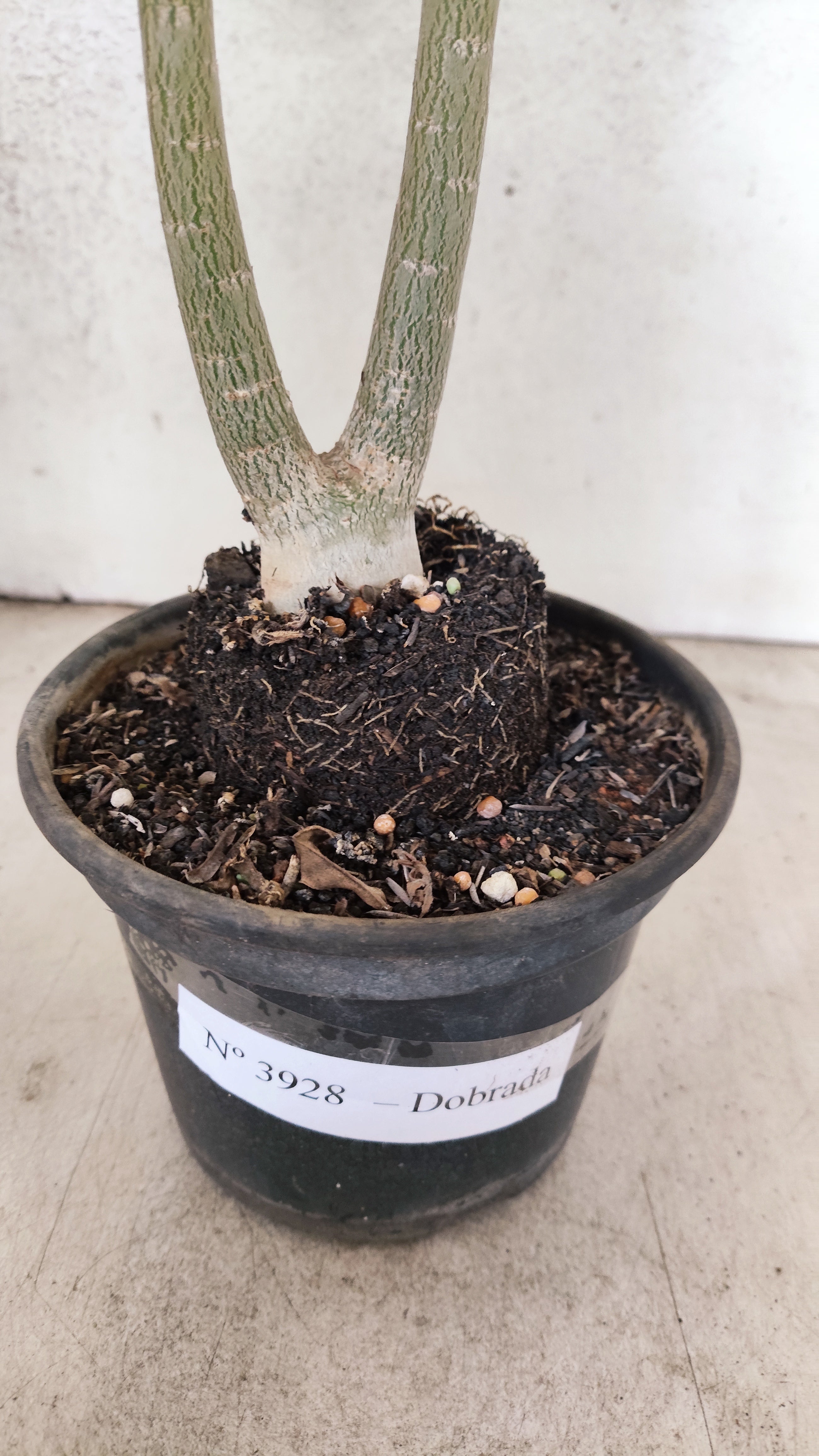 Planta Dobrada 3928 – 30cm – 02 anos