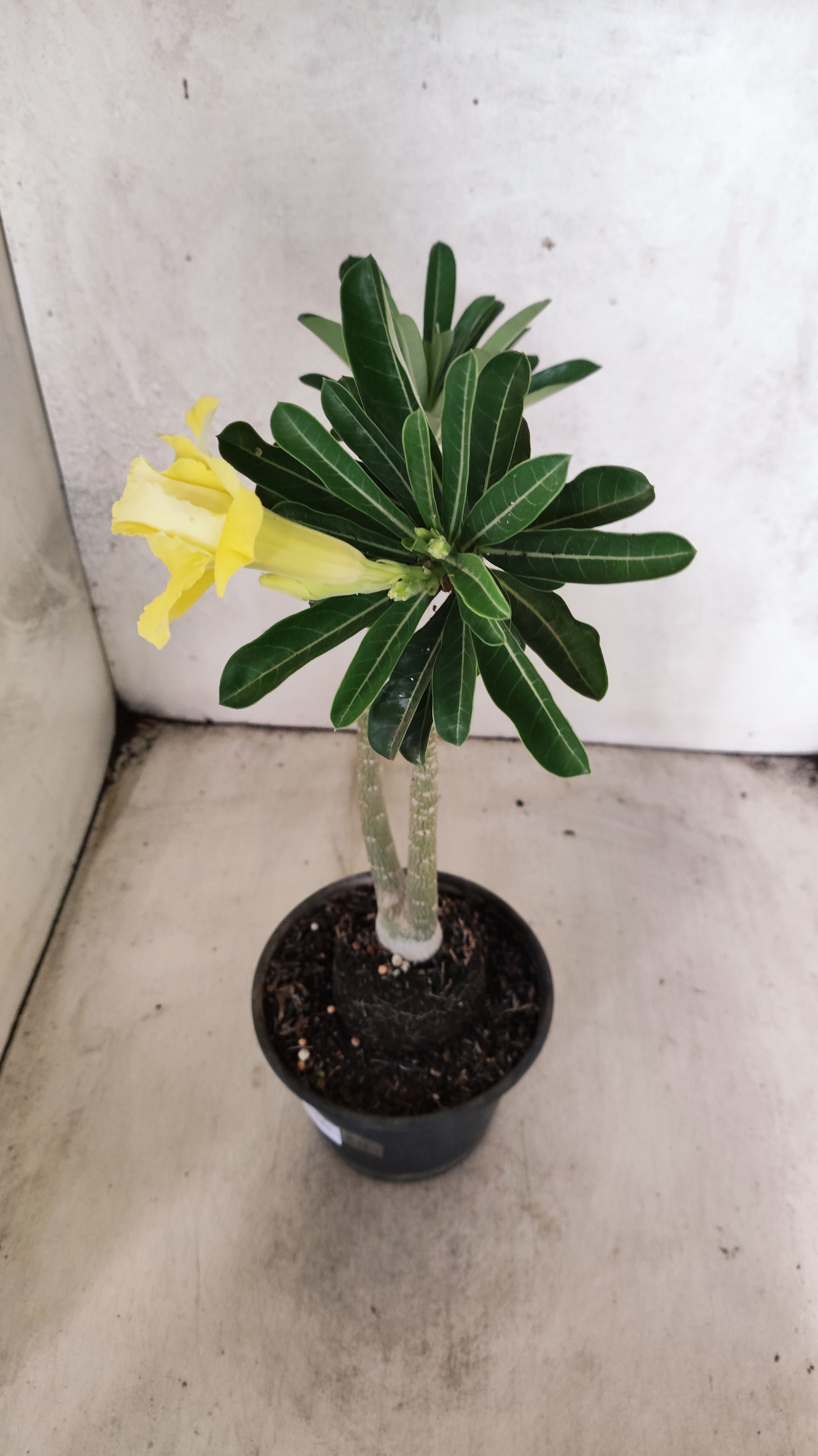 Planta Dobrada 3928 – 30cm – 02 anos