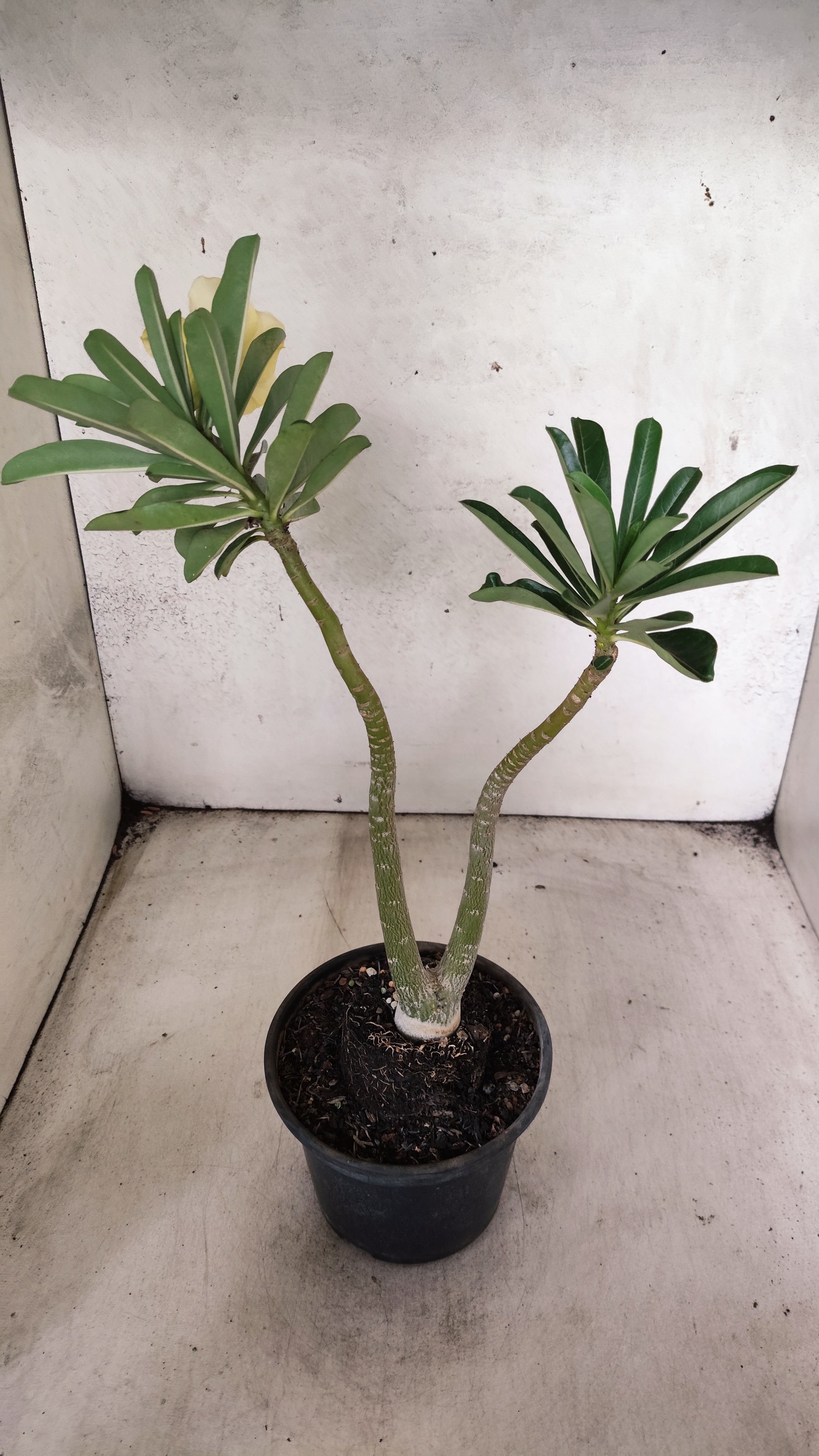 Planta Dobrada 3928 – 30cm – 02 anos