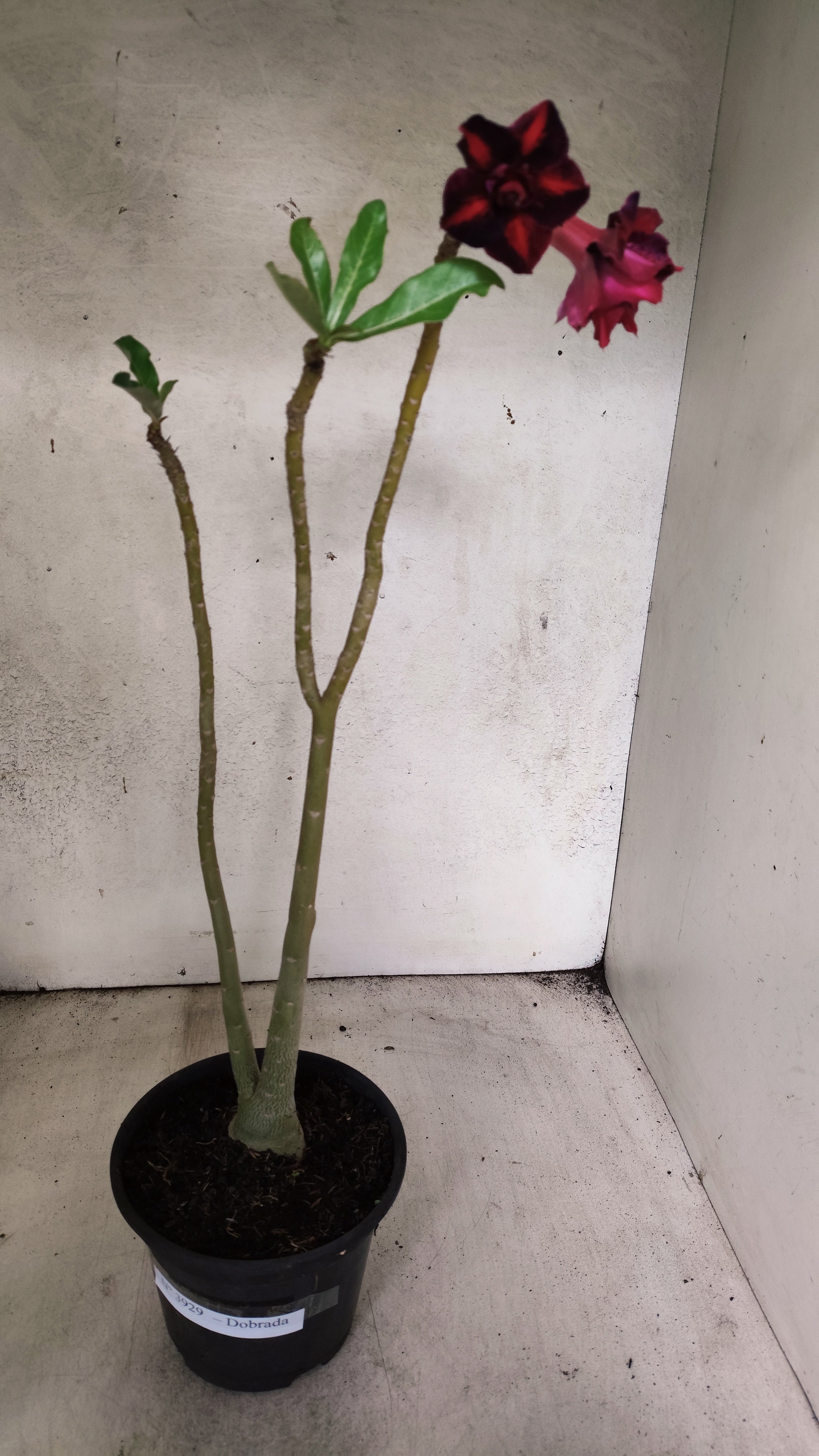 Planta Dobrada 3929 – 35cm – 03 anos