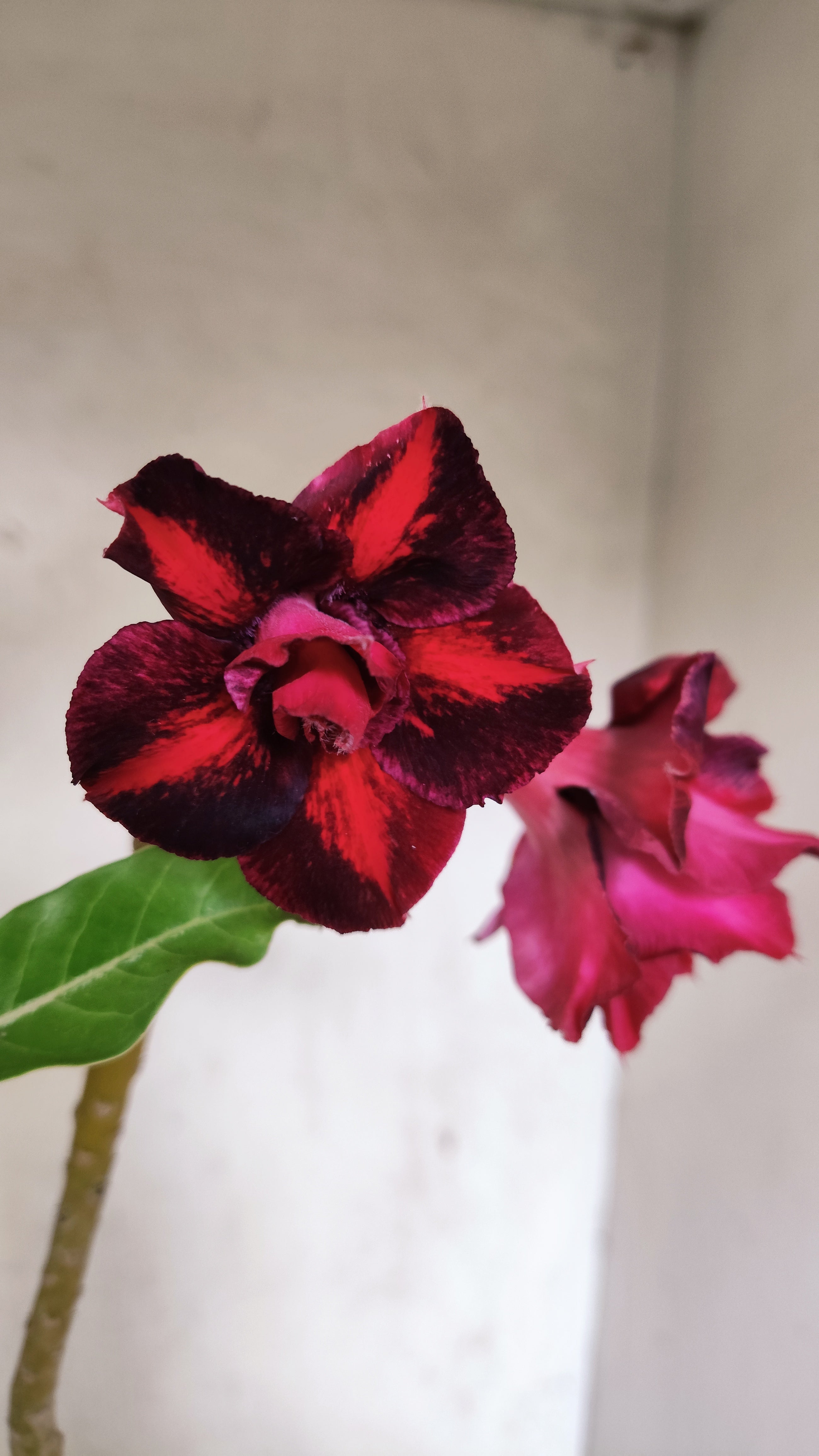 Planta Dobrada 3929 – 35cm – 03 anos