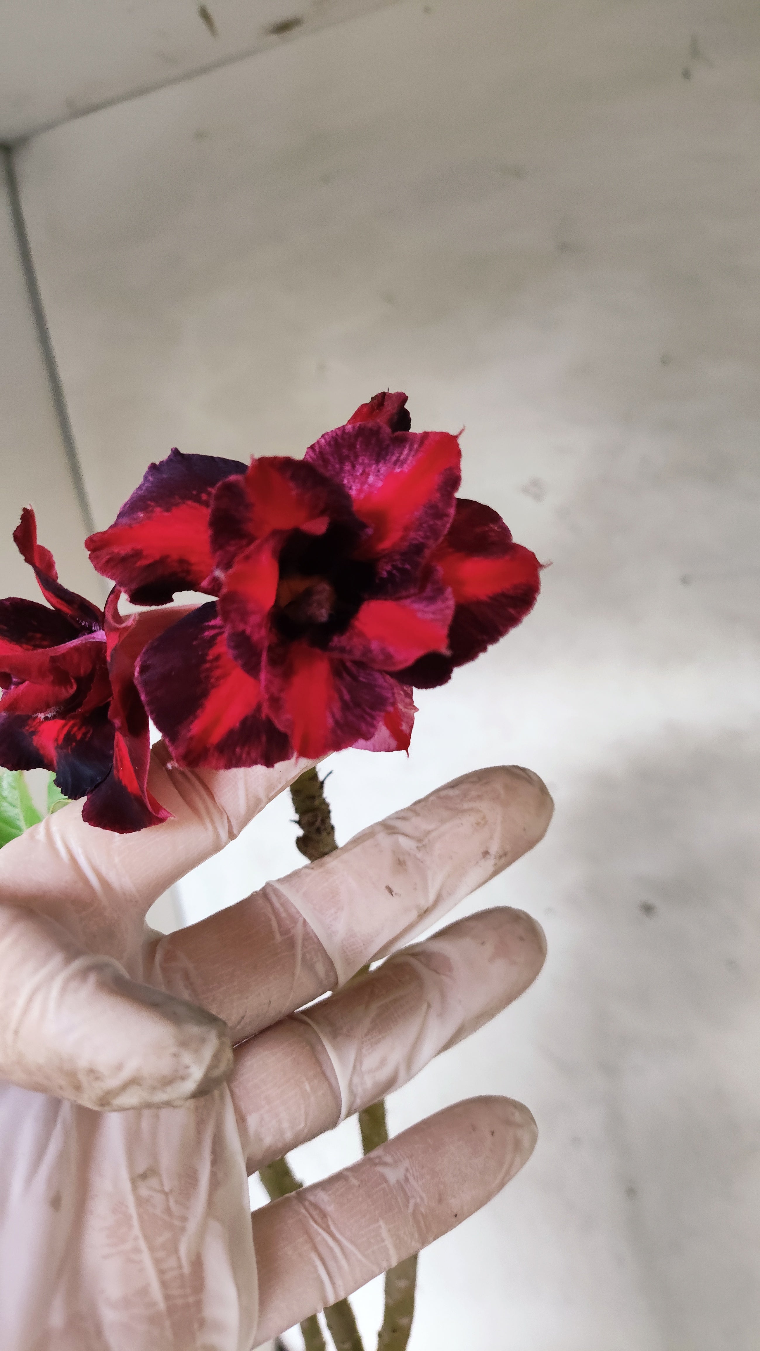 Planta Dobrada 3929 – 35cm – 03 anos