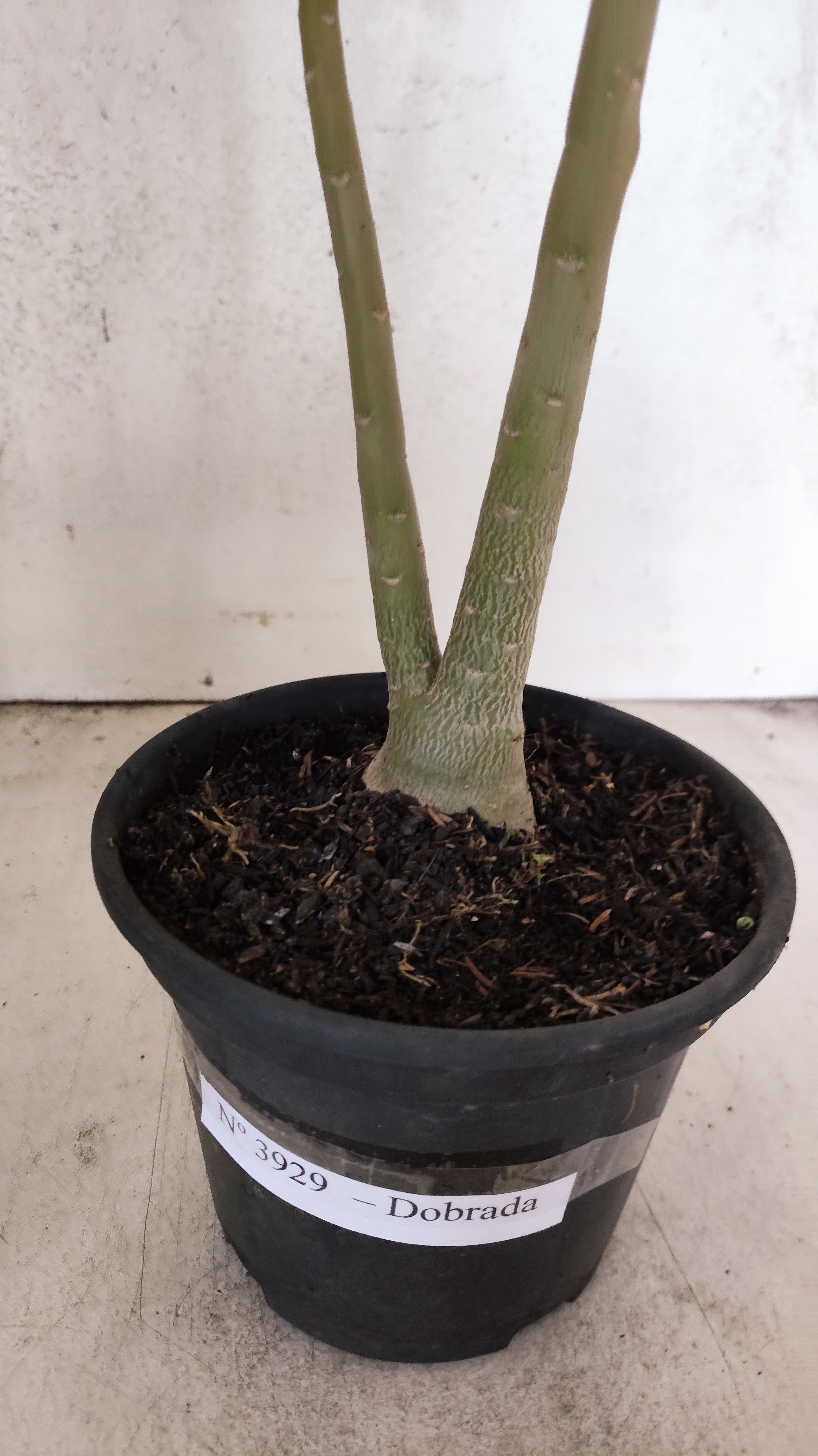 Planta Dobrada 3929 – 35cm – 03 anos