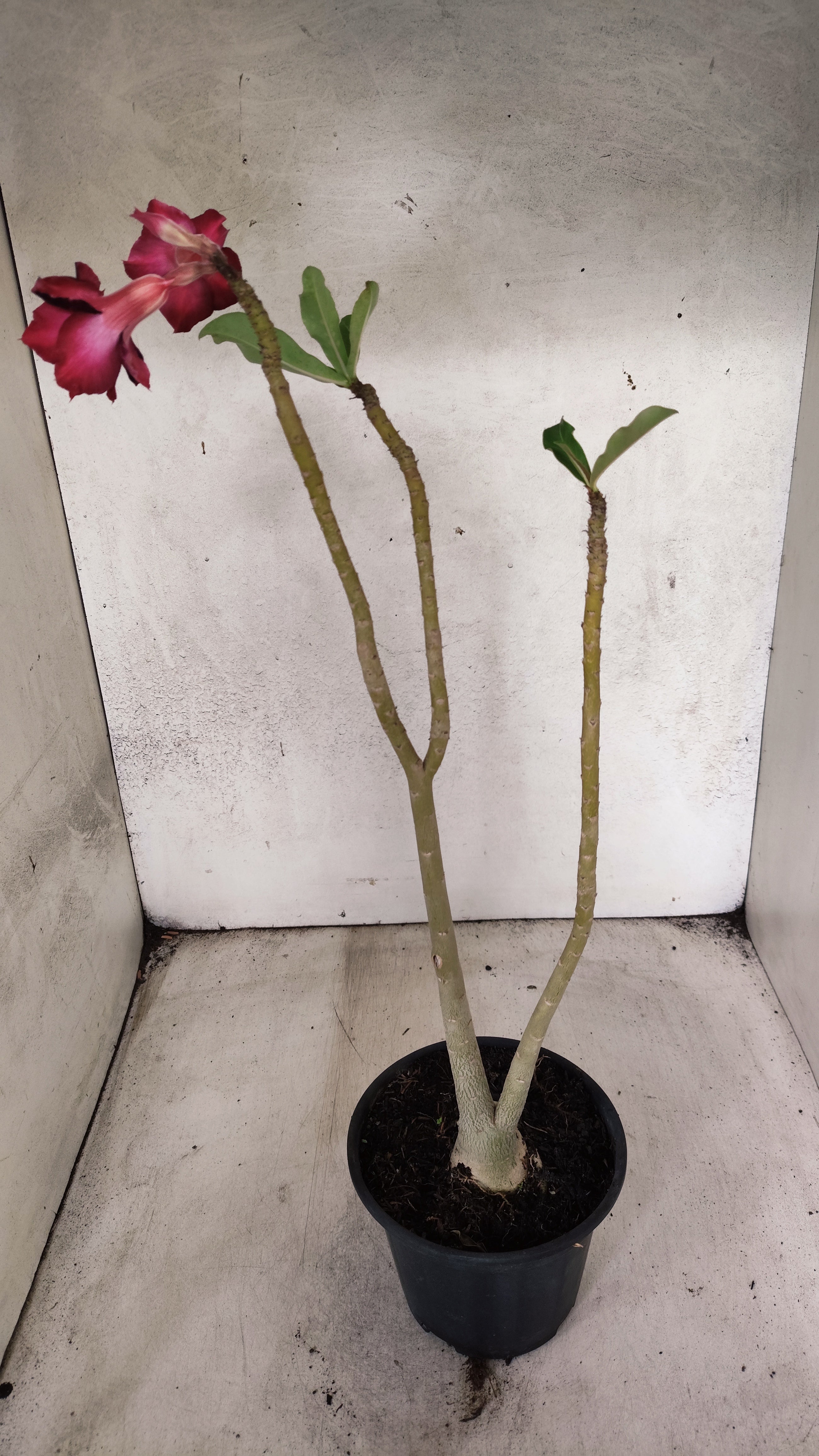 Planta Dobrada 3929 – 35cm – 03 anos