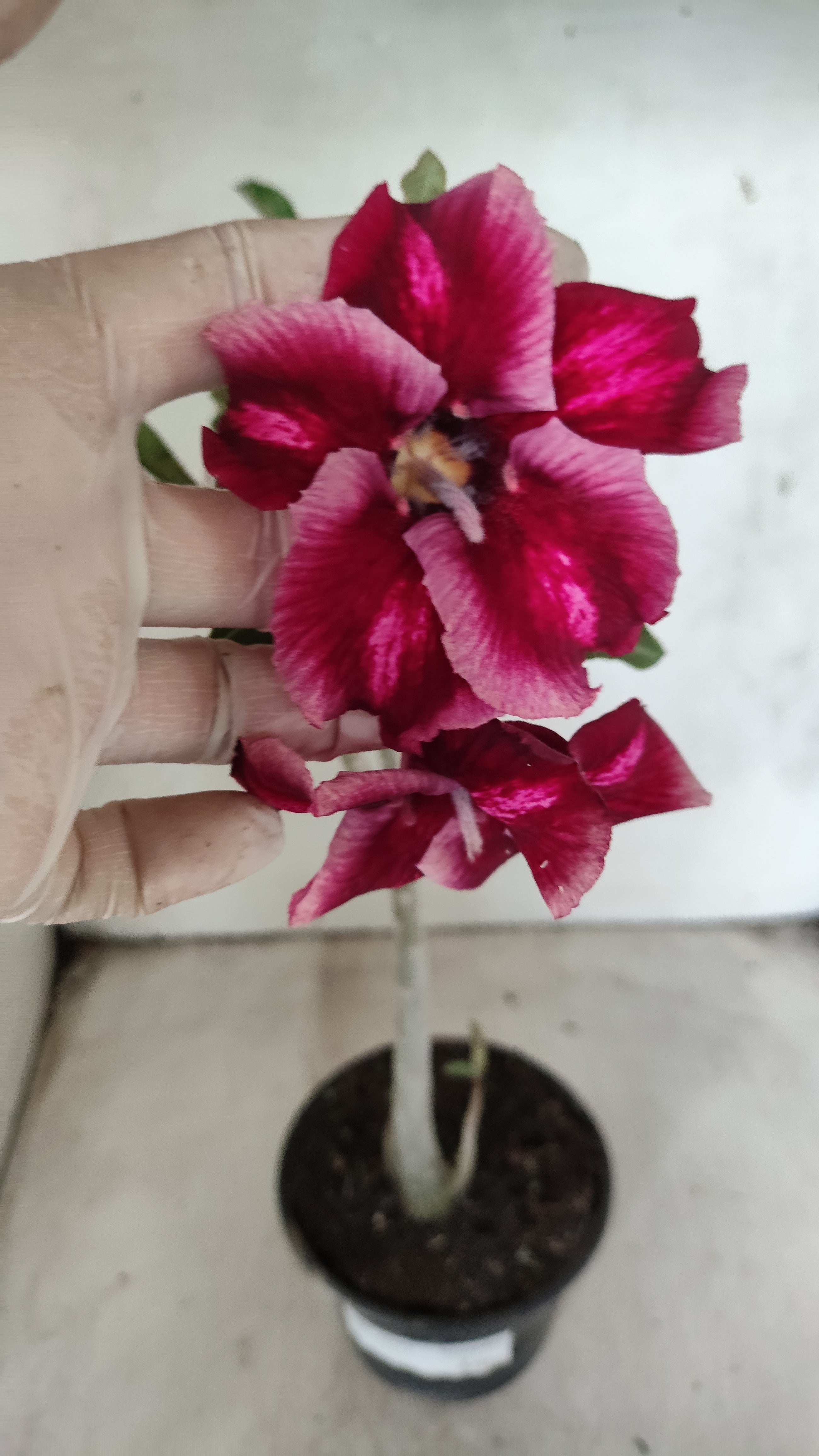 Planta Simples 3091 – 35cm – 03 anos