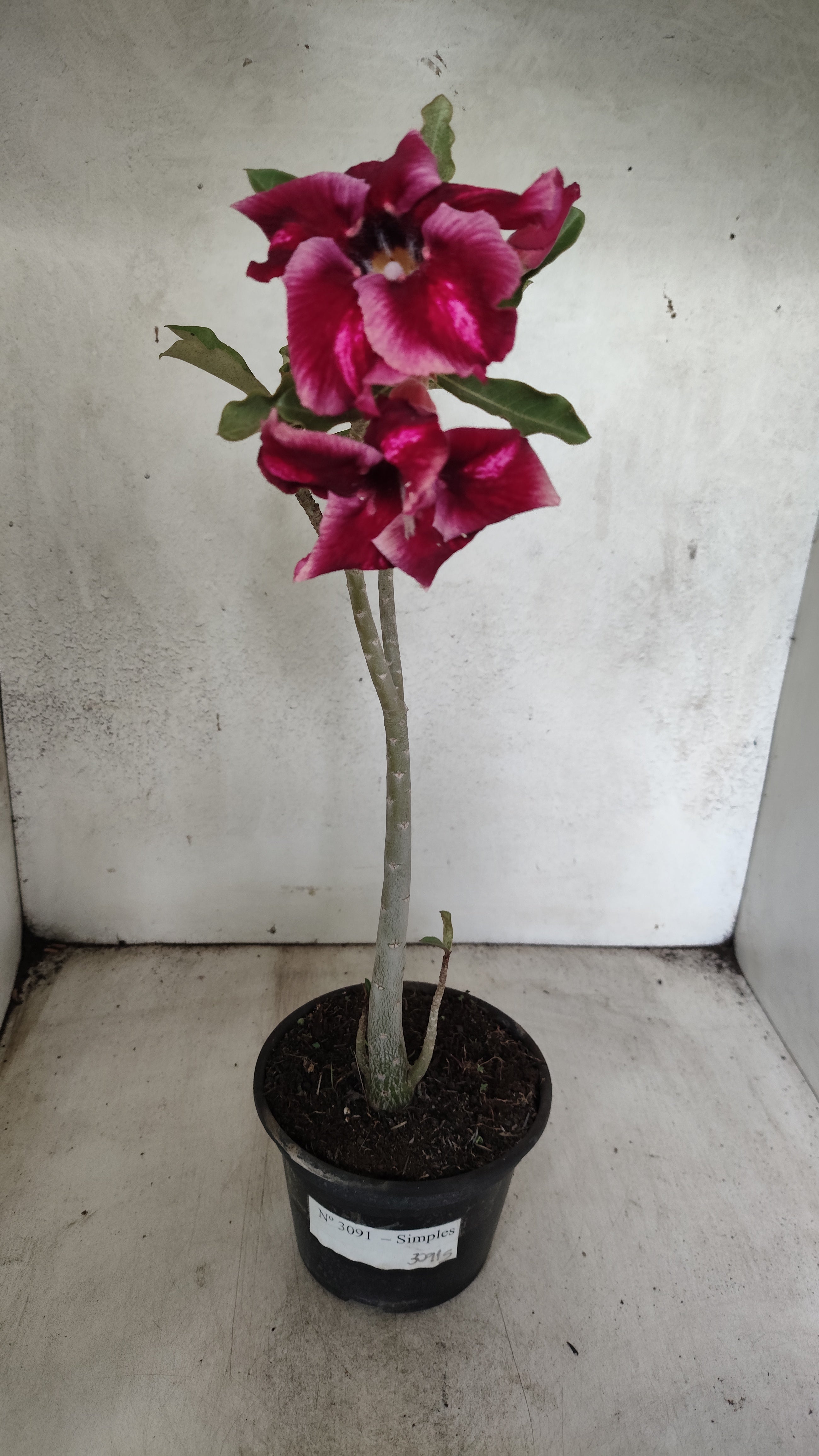 Planta Simples 3091 – 35cm – 03 anos