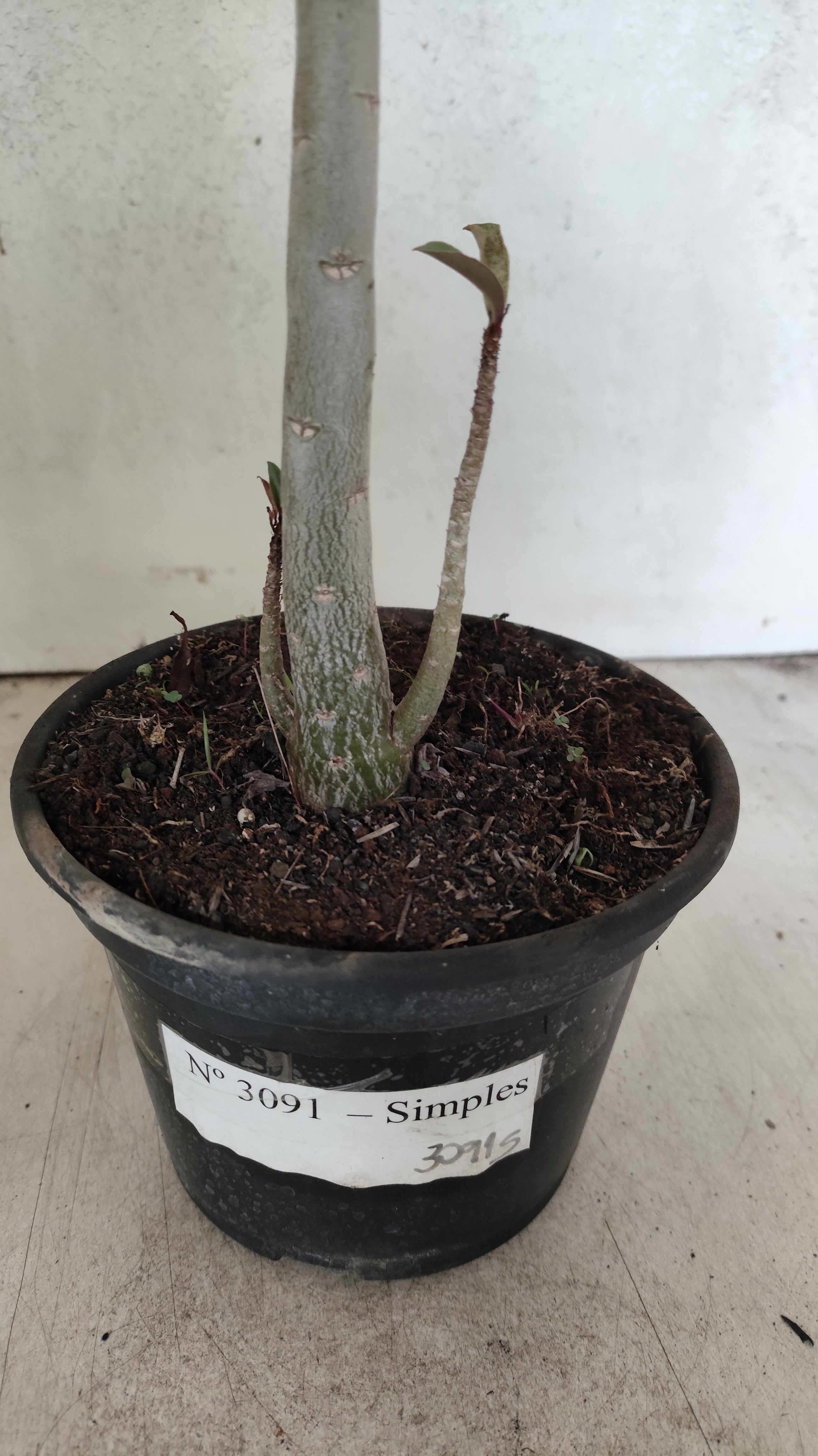 Planta Simples 3091 – 35cm – 03 anos