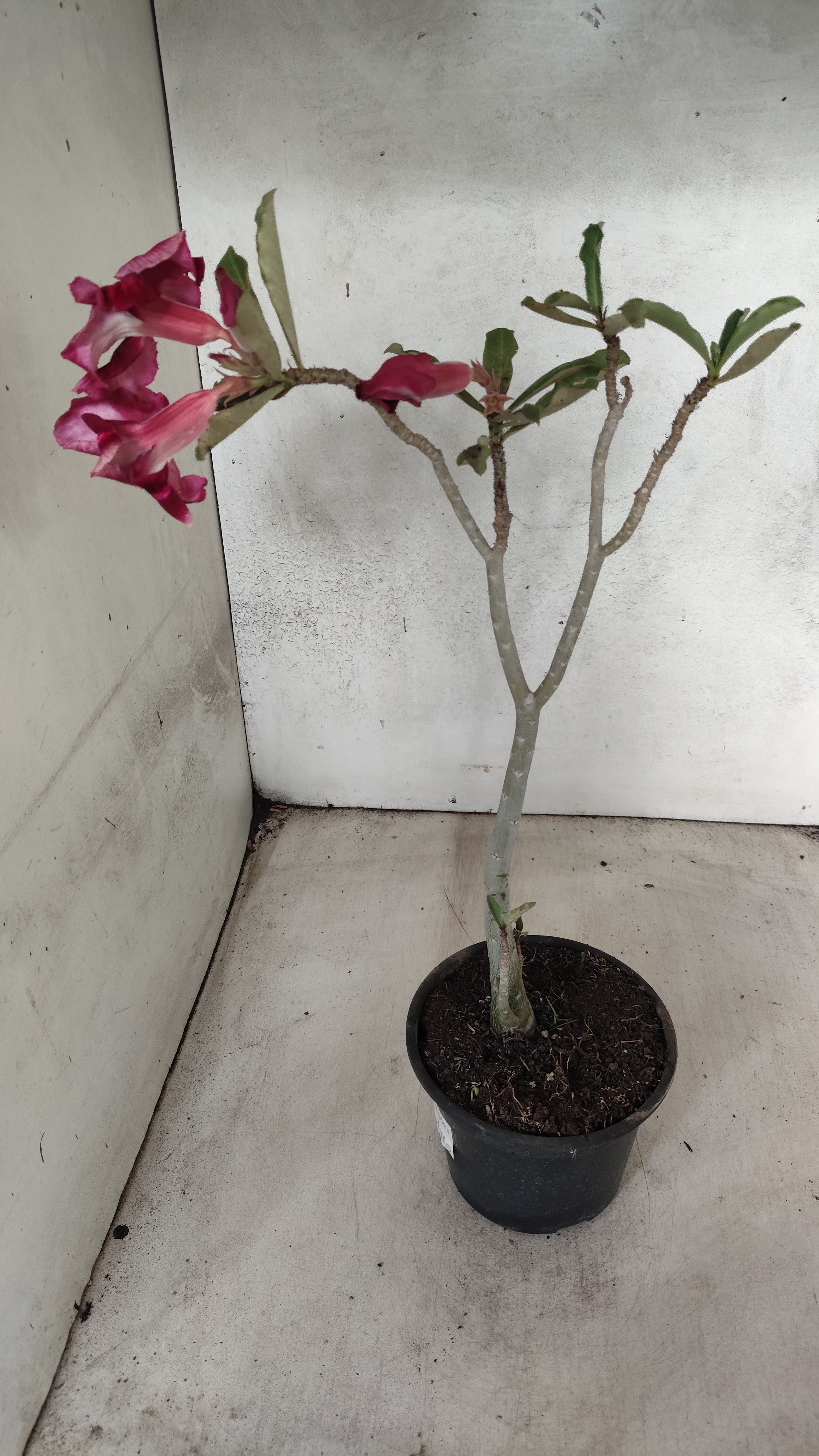 Planta Simples 3091 – 35cm – 03 anos