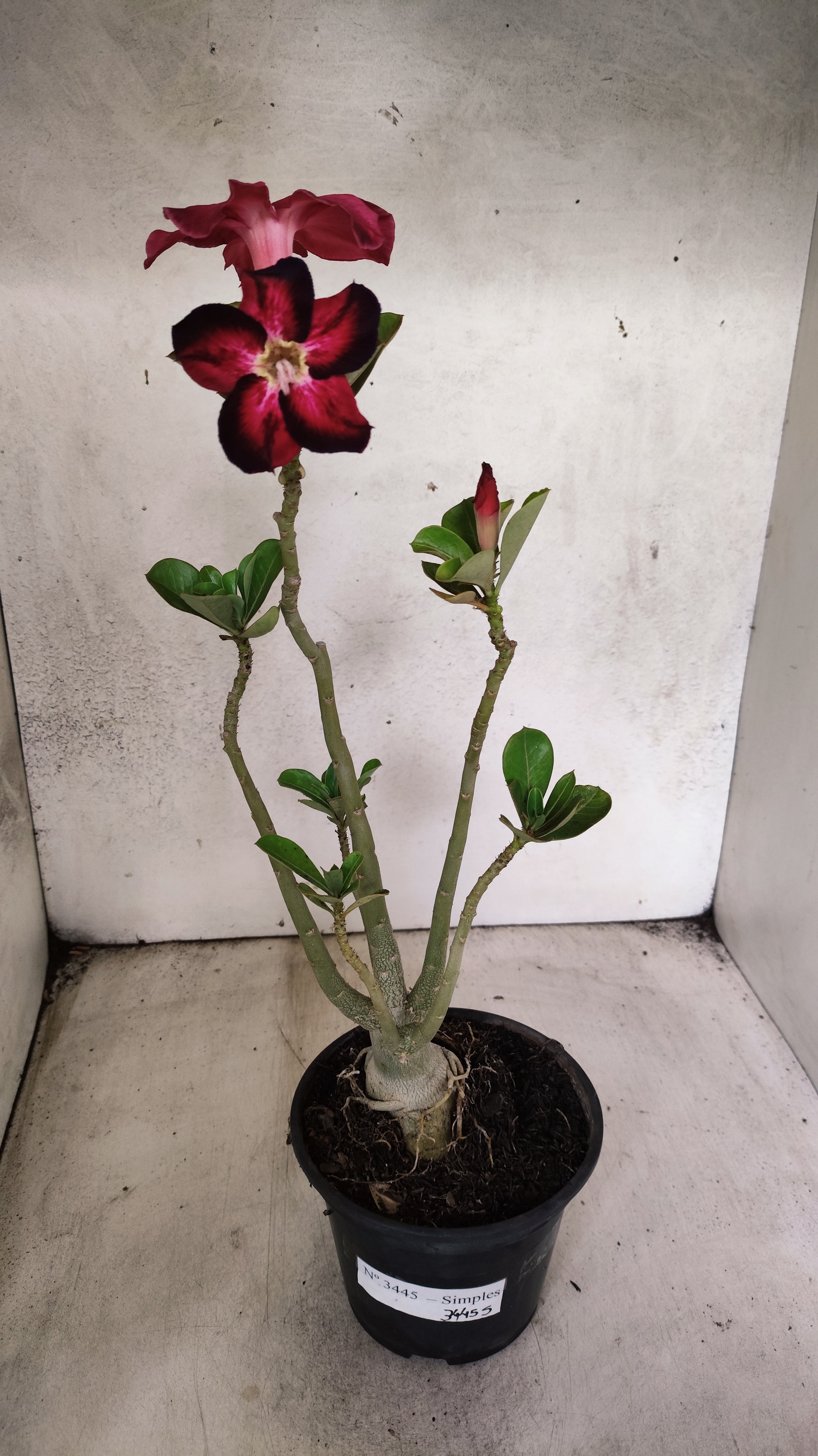 Planta Simples 3445 – 35cm – 03 anos