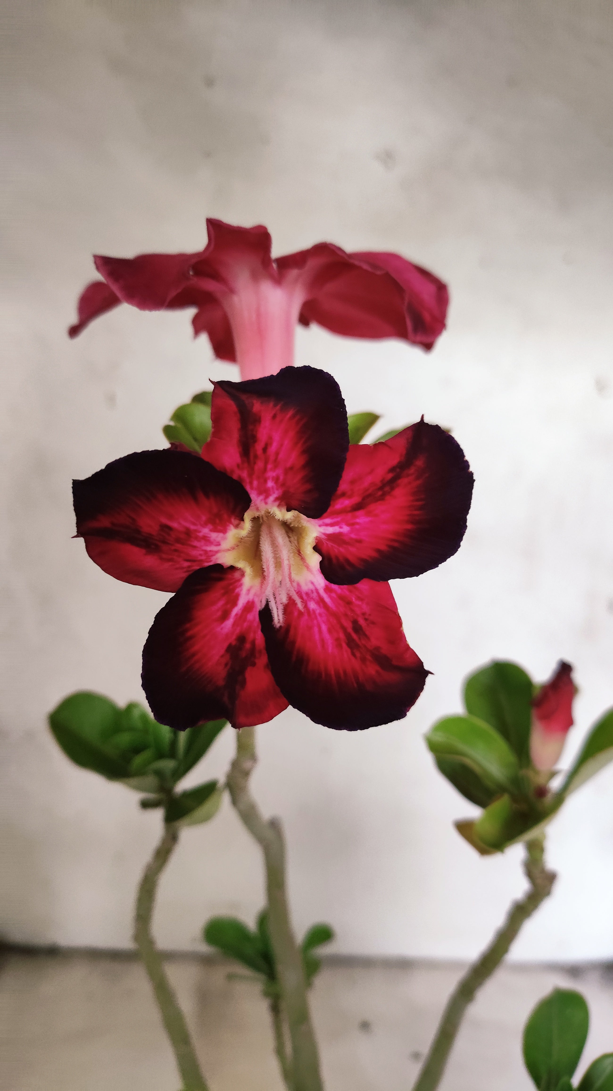 Planta Simples 3445 – 35cm – 03 anos