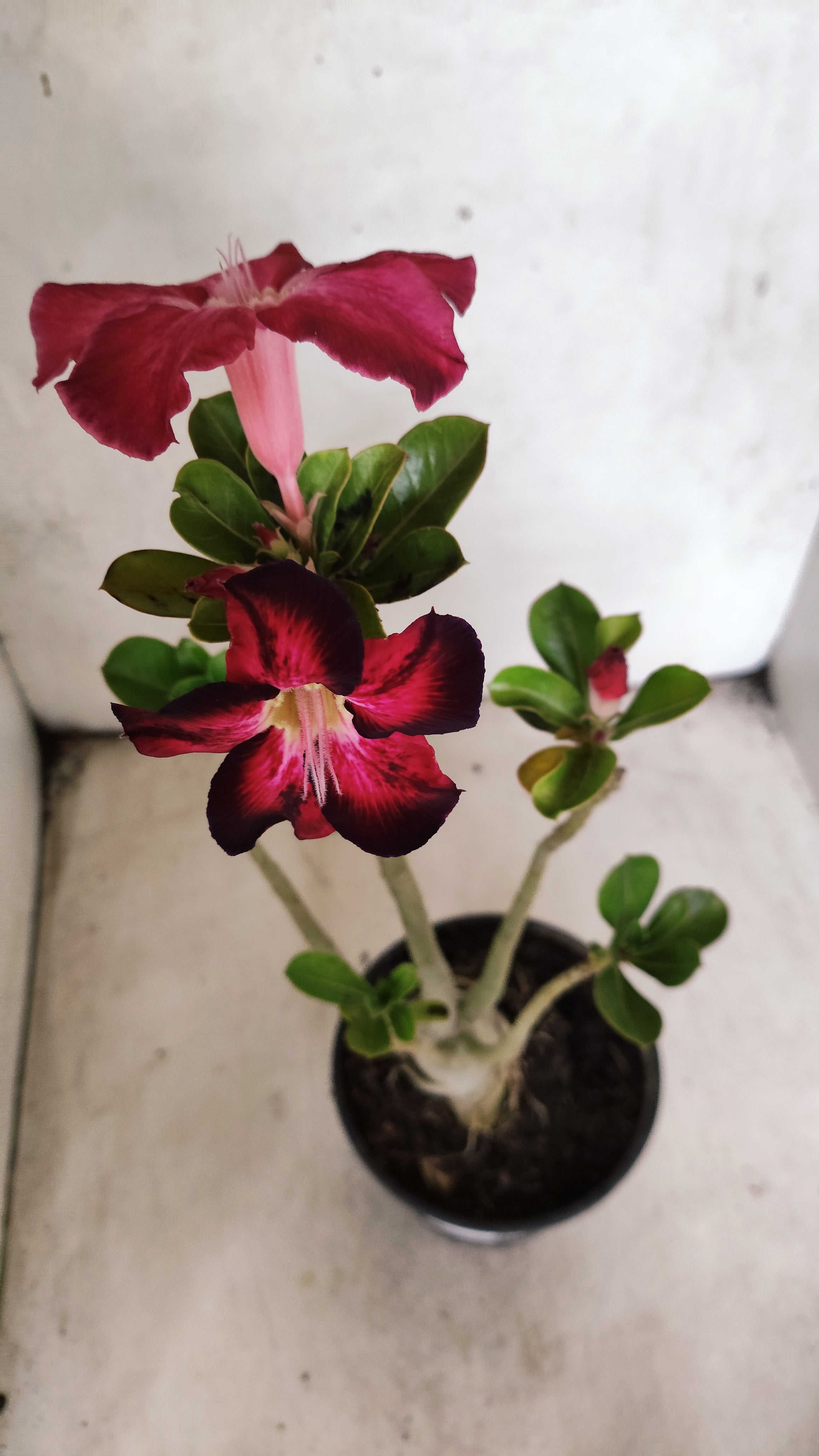 Planta Simples 3445 – 35cm – 03 anos