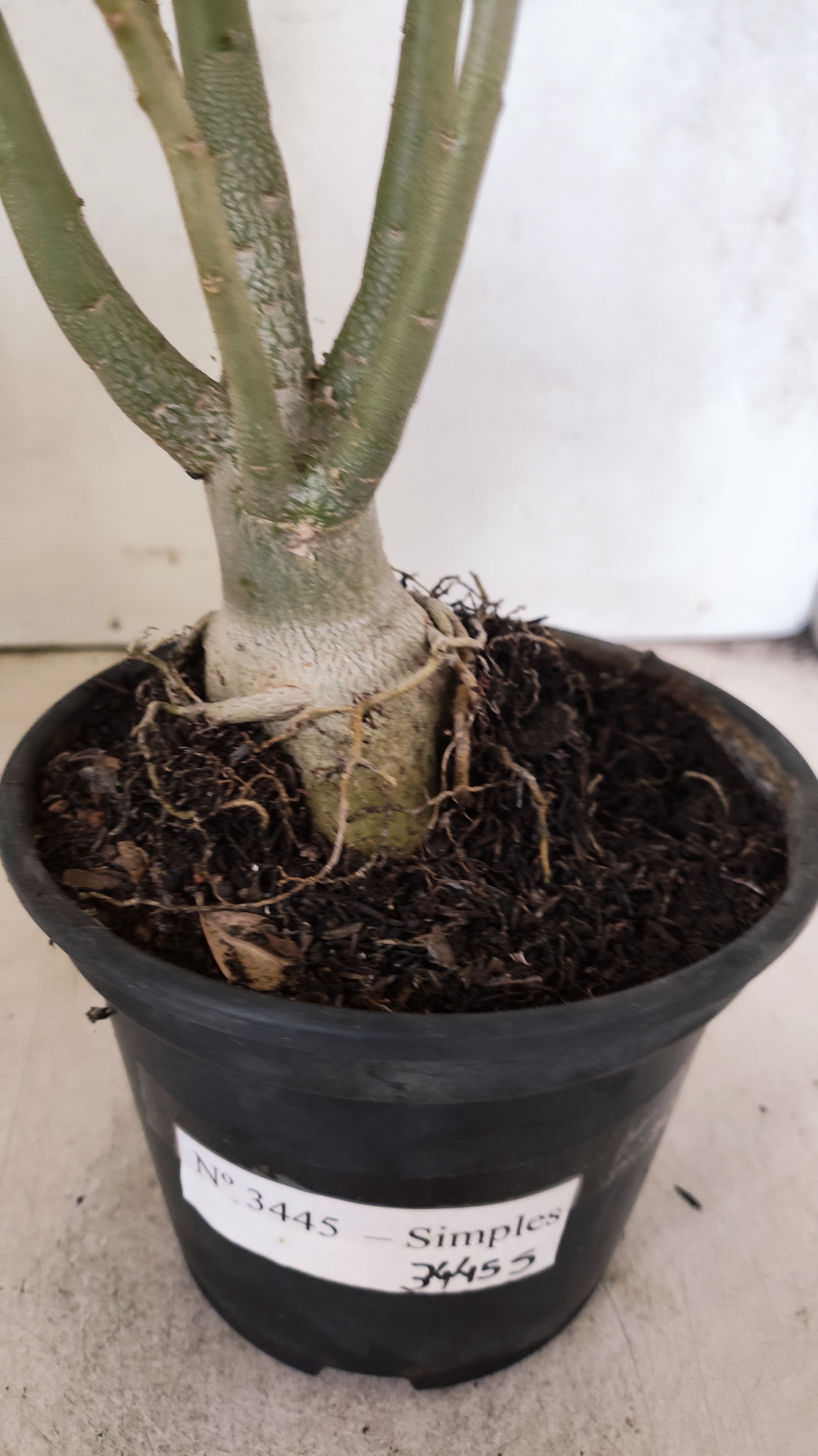 Planta Simples 3445 – 35cm – 03 anos