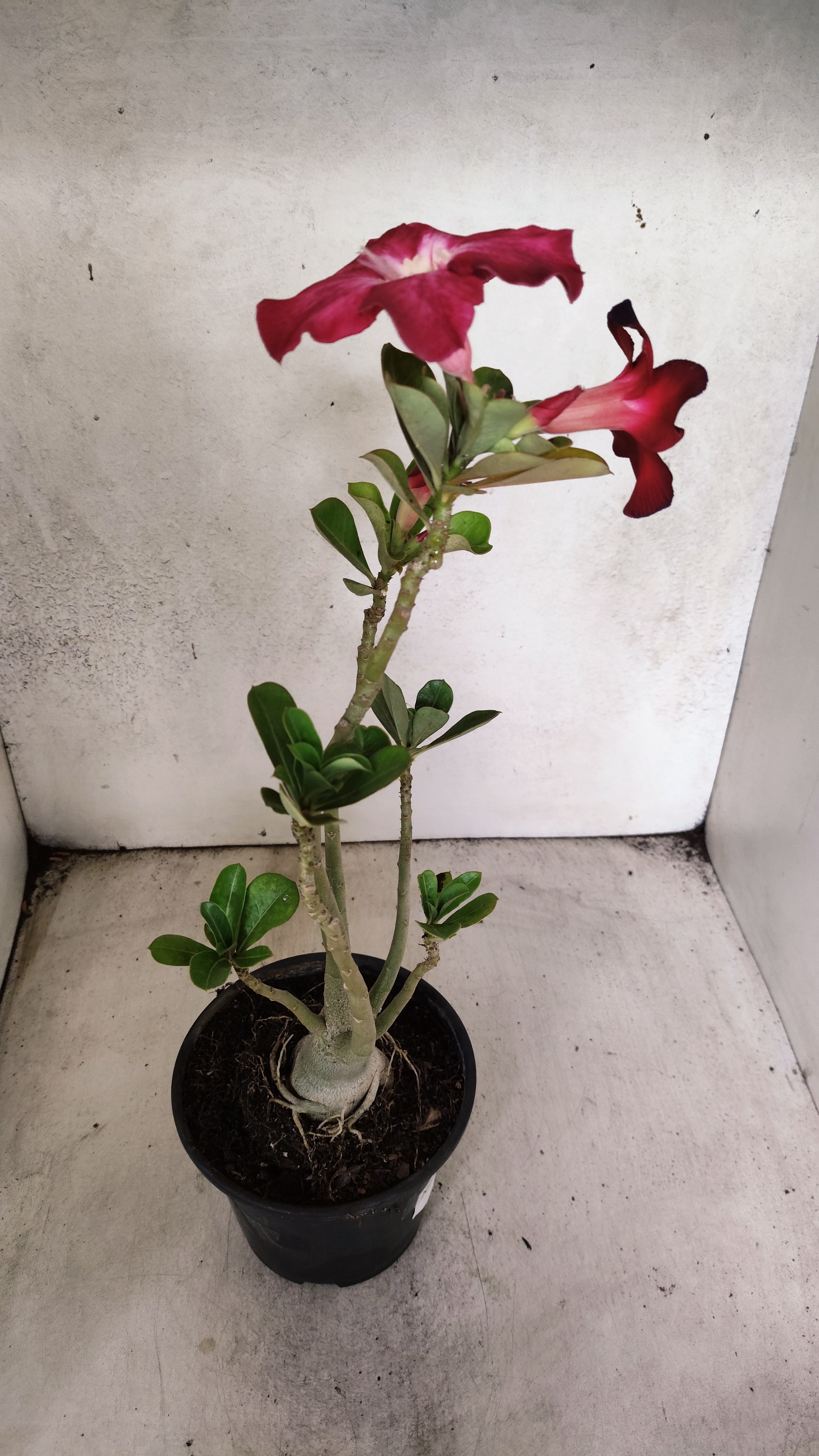Planta Simples 3445 – 35cm – 03 anos