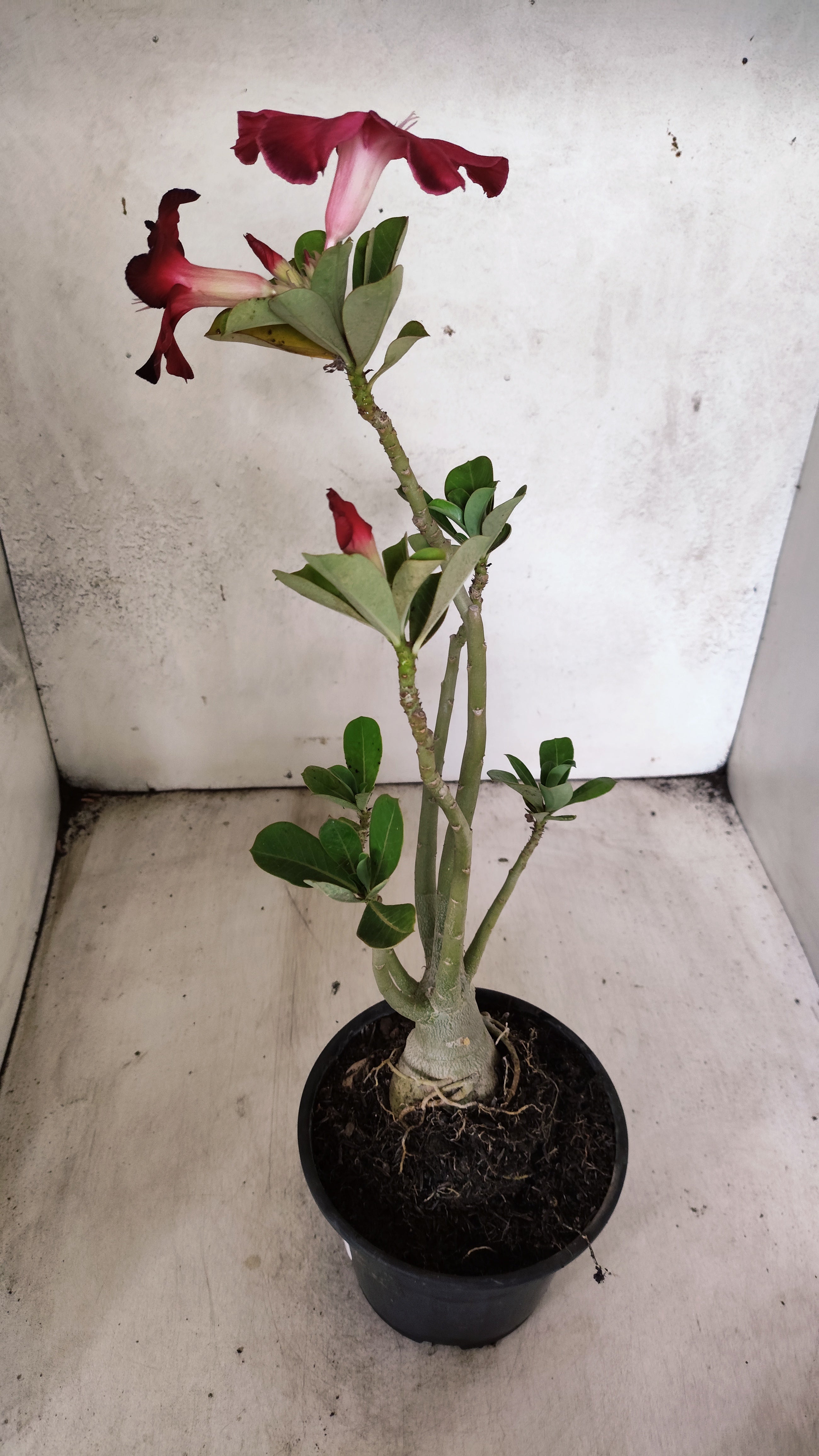 Planta Simples 3445 – 35cm – 03 anos