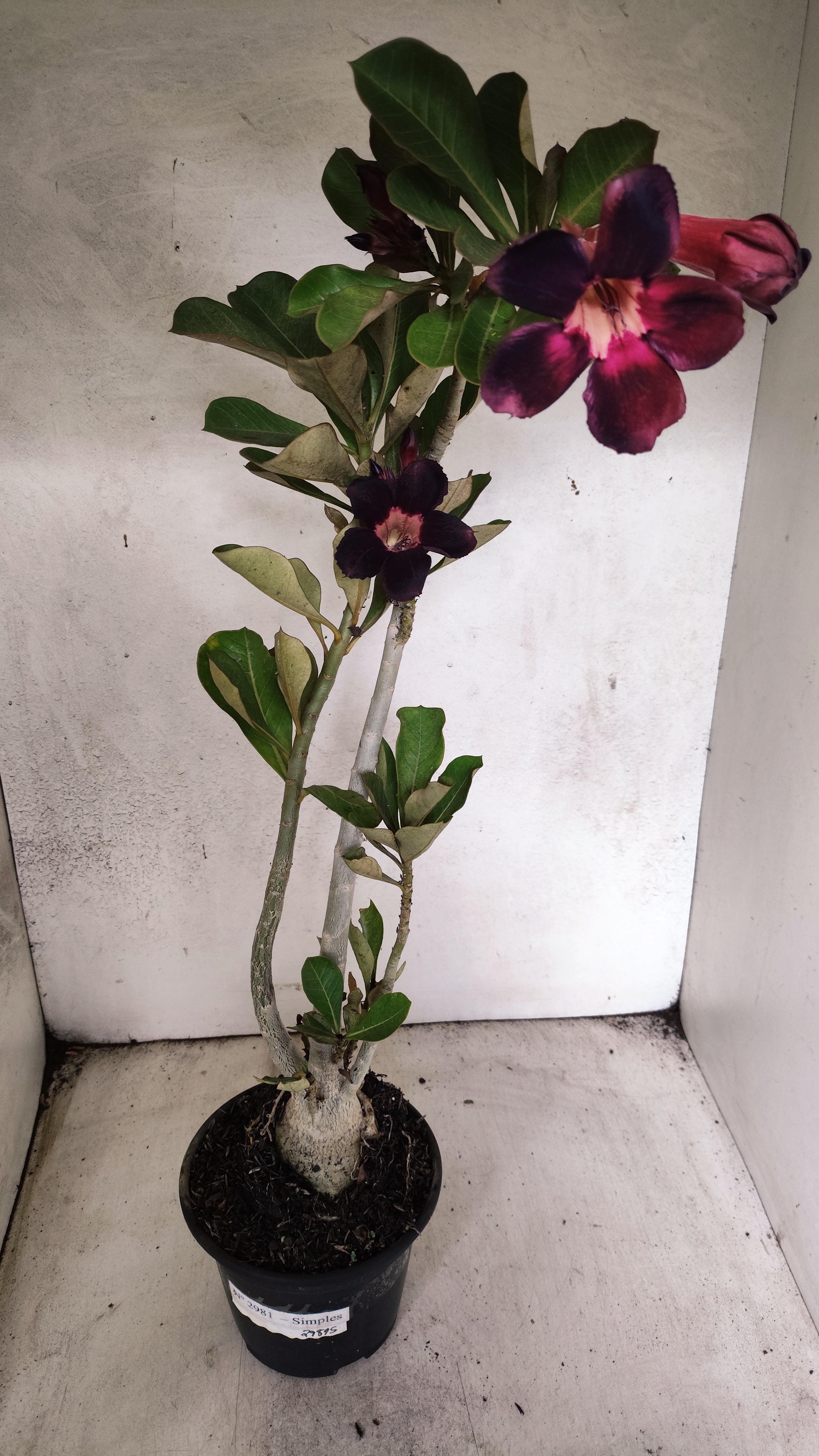 Planta Simples 2981 – 35cm – 03 anos