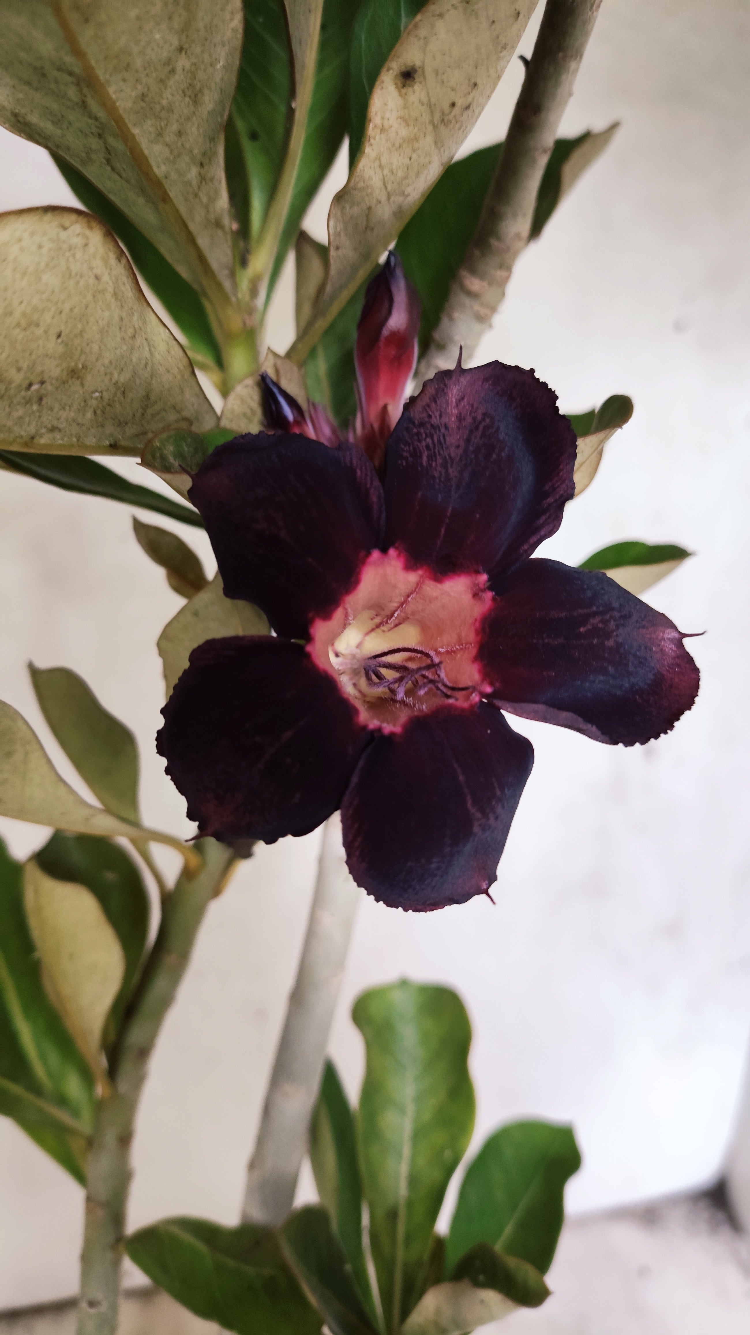 Planta Simples 2981 – 35cm – 03 anos