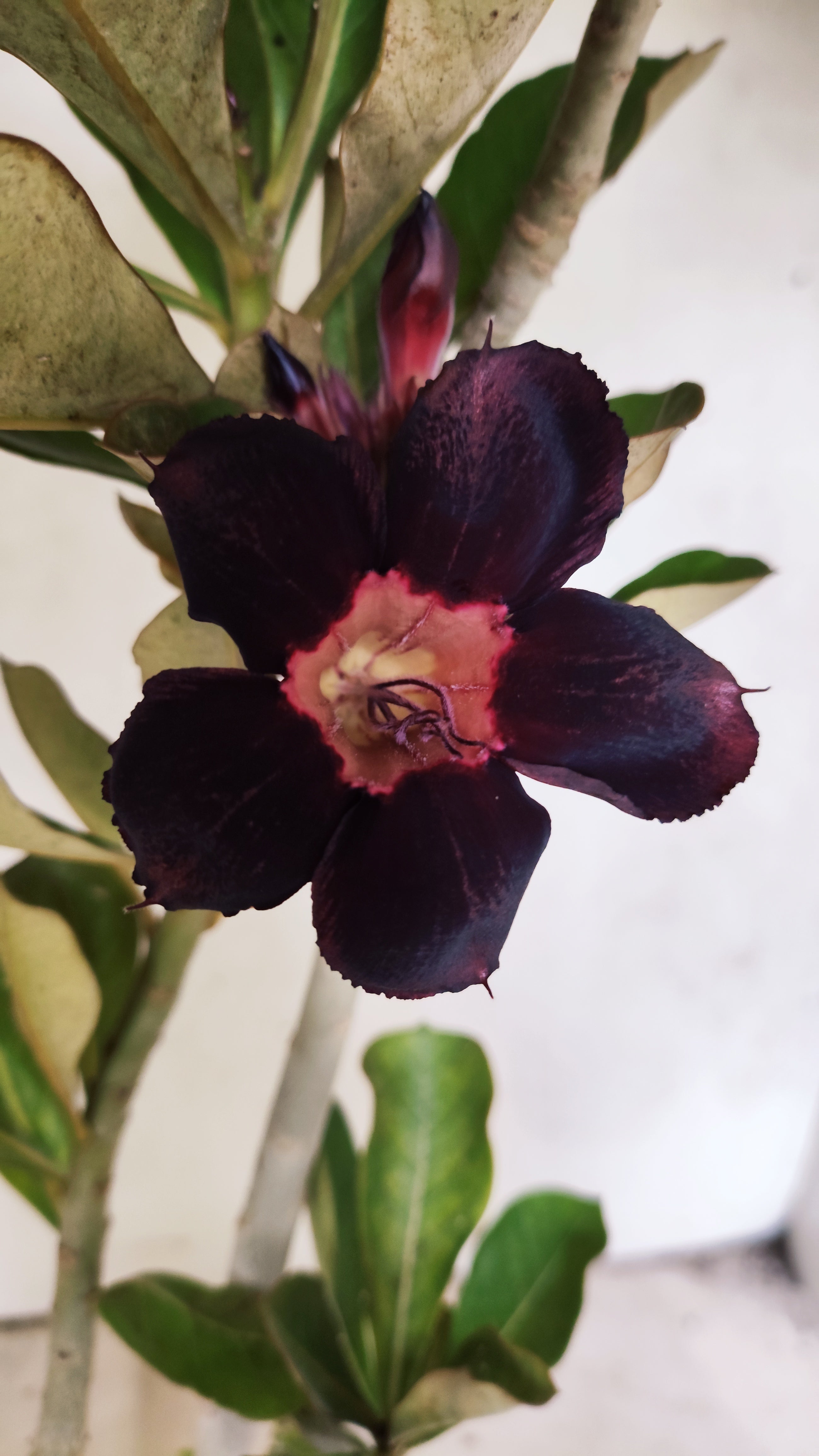 Planta Simples 2981 – 35cm – 03 anos