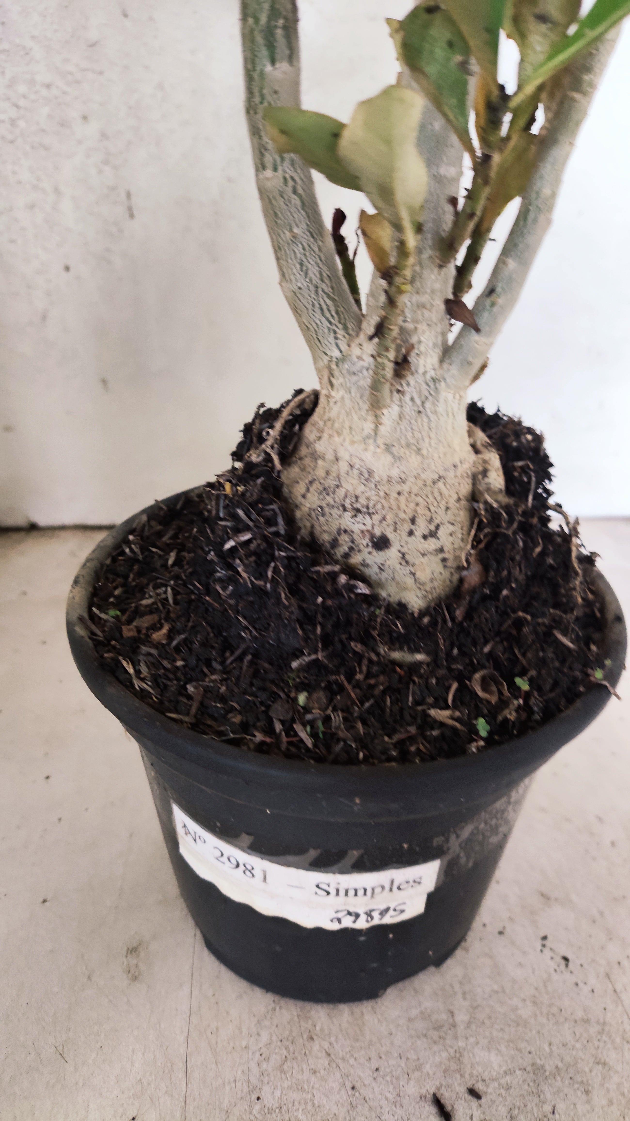 Planta Simples 2981 – 35cm – 03 anos