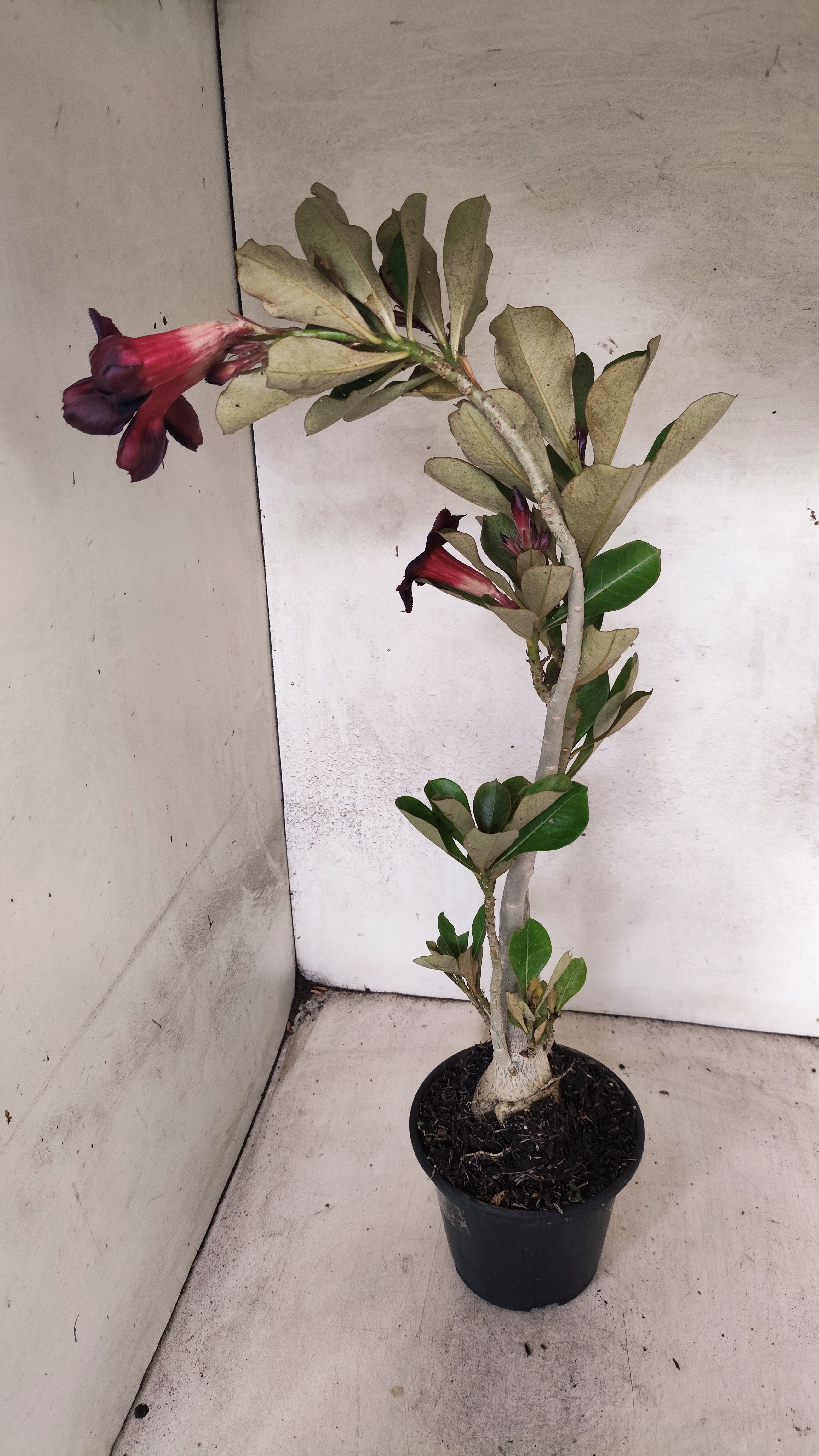 Planta Simples 2981 – 35cm – 03 anos