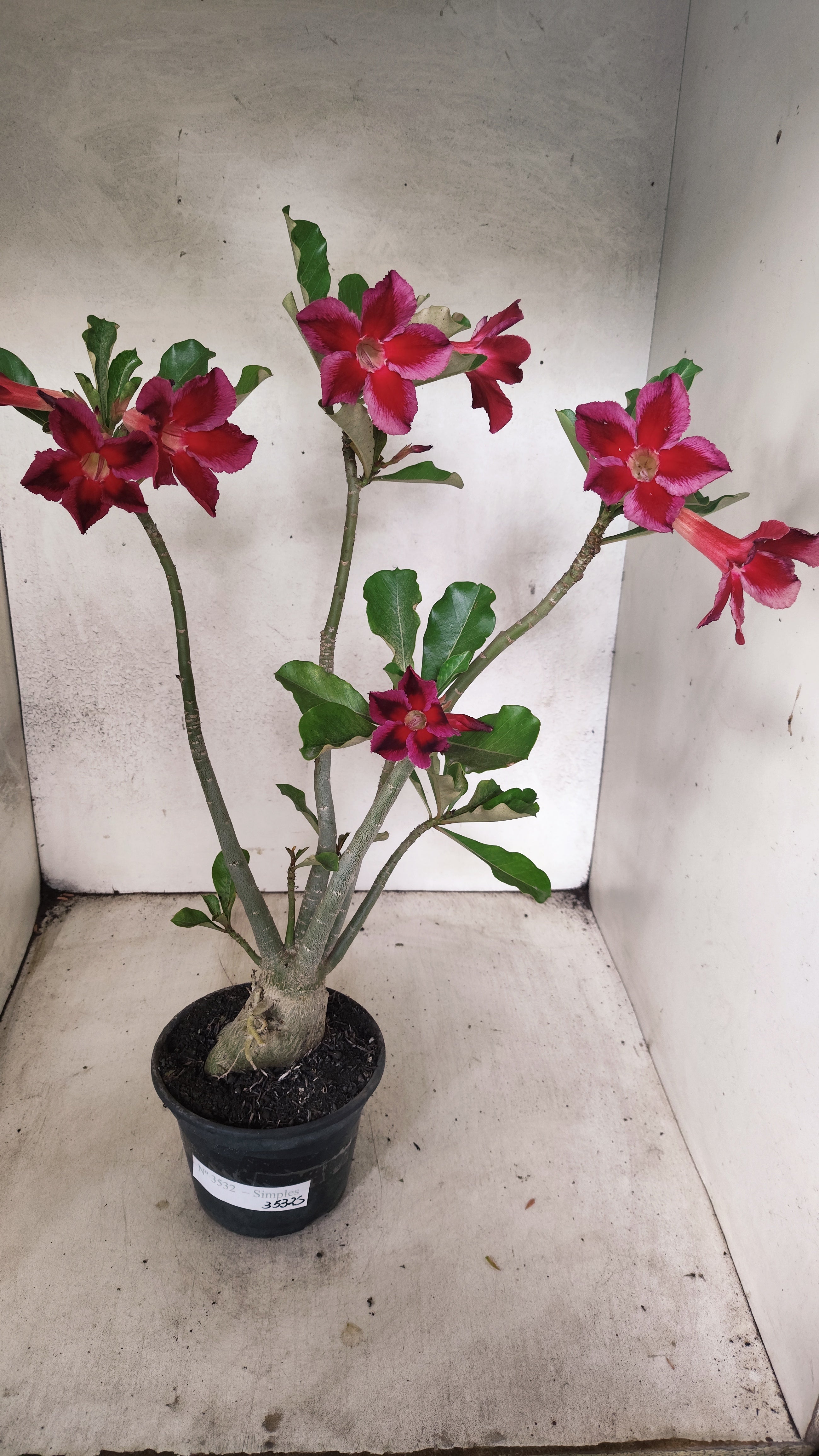 Planta Simples 3532 – 35cm – 03 anos