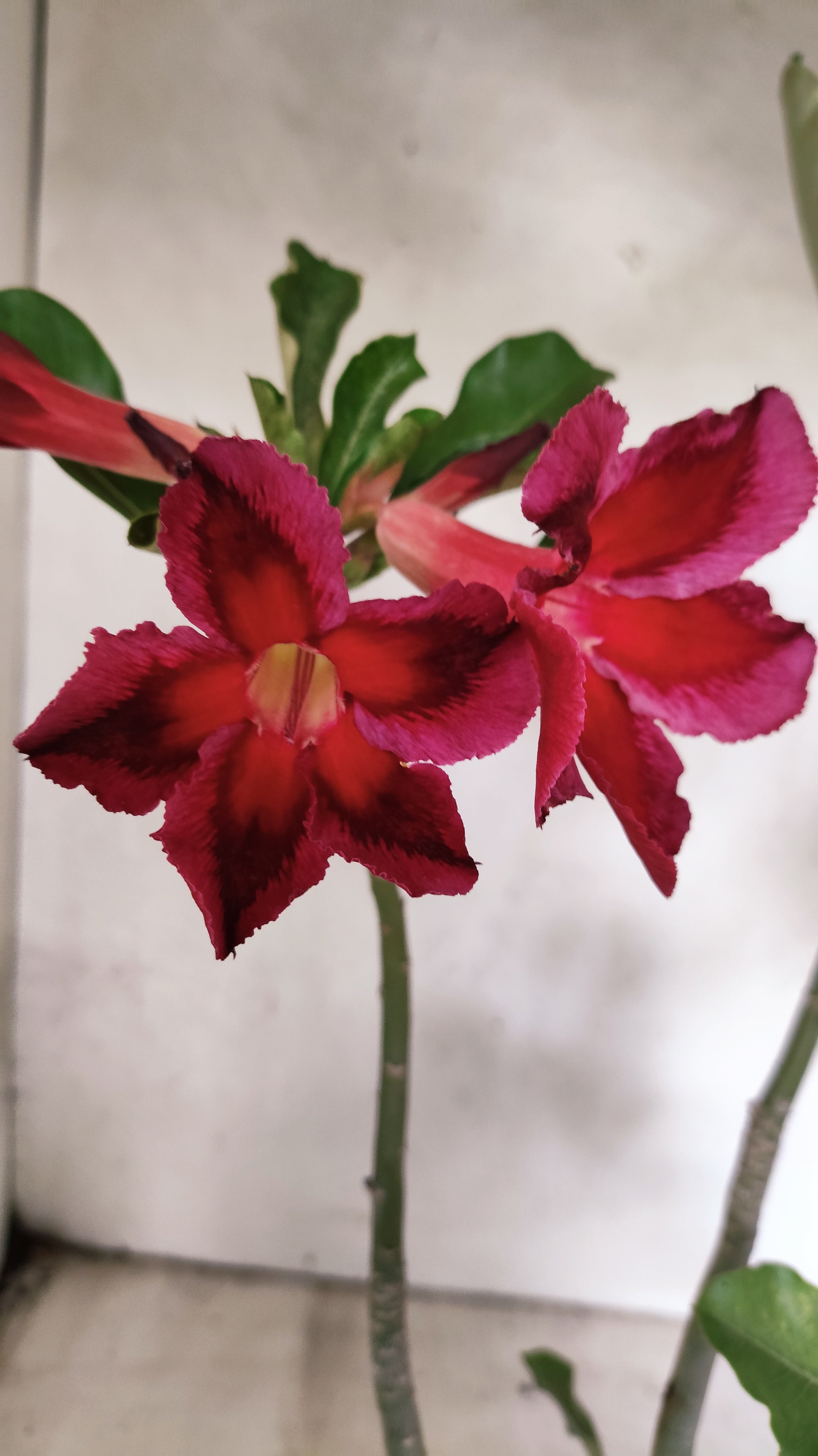 Planta Simples 3532 – 35cm – 03 anos