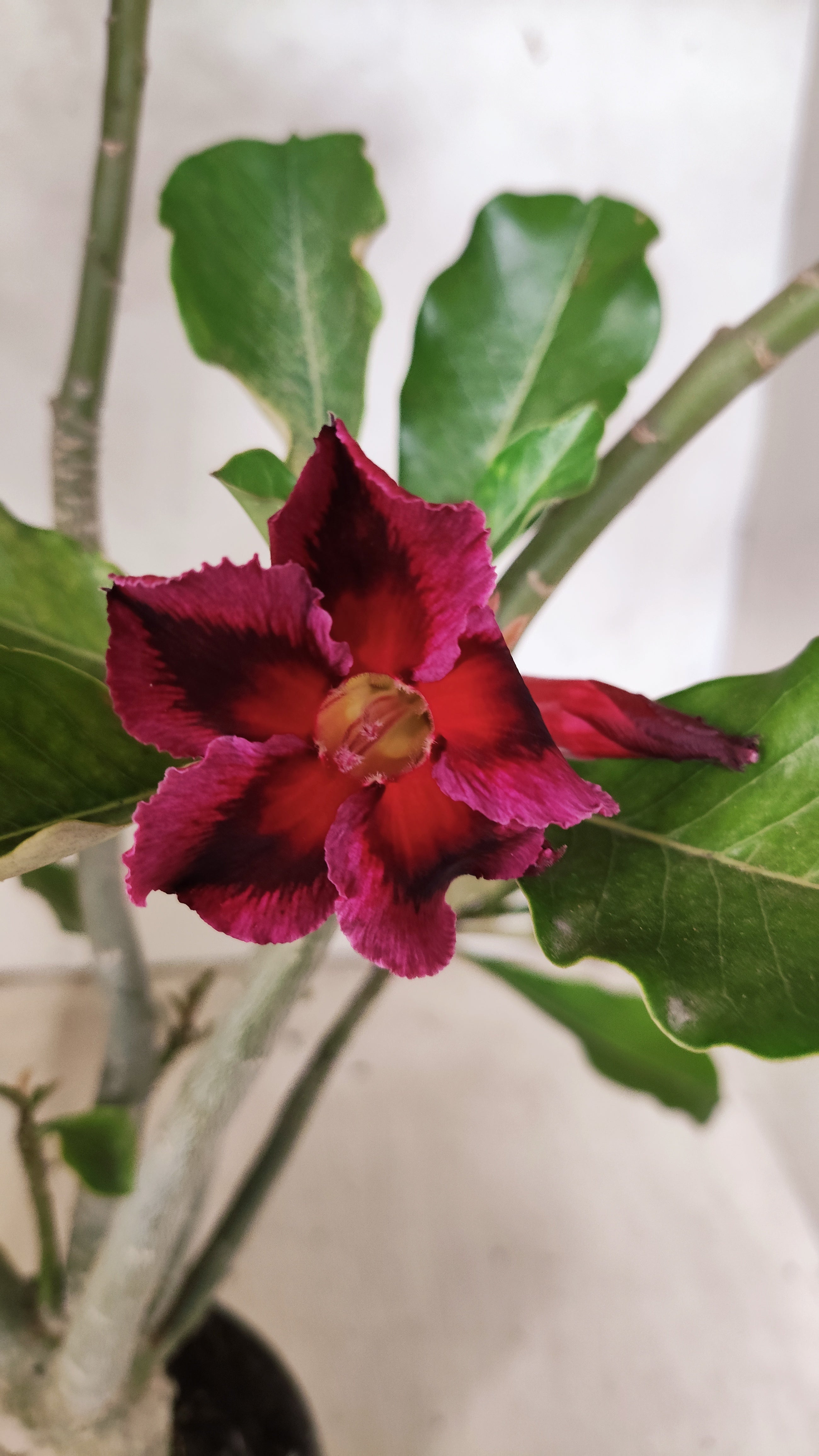 Planta Simples 3532 – 35cm – 03 anos